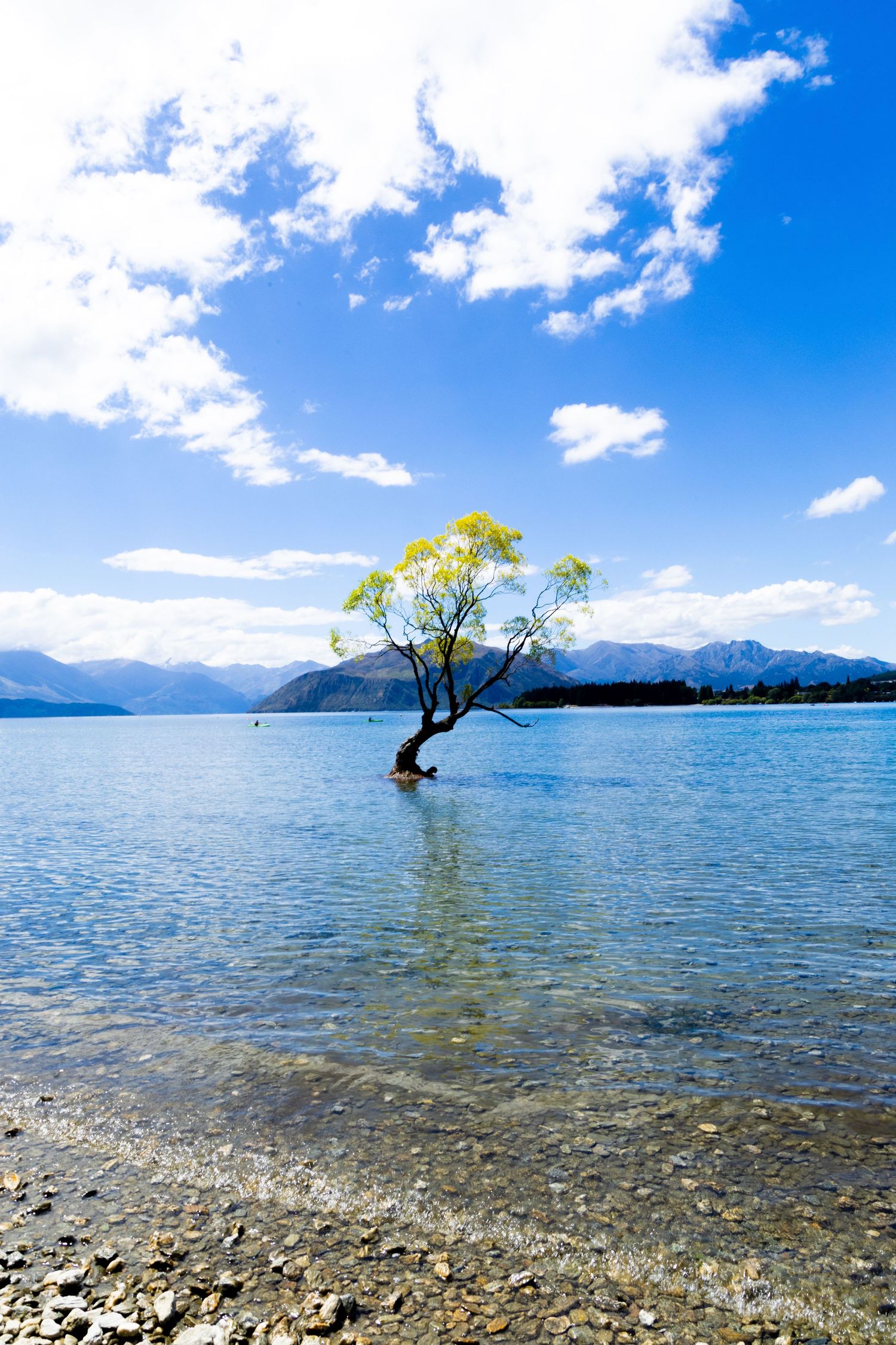 Ein Baum, dessen Wurzeln tief im Wasser stehen, die reflektierende Oberfläche des Sees zeigt die ruhige Symmetrie und die Schönheit
