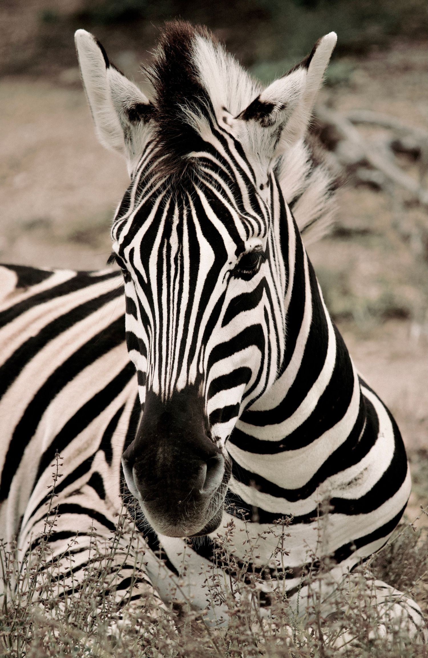 Zebra in Südafrika, das stolz und ruhig inmitten der offenen Graslandschaft steht, ein faszinierendes Beispiel der afrikanischen Wildnis.