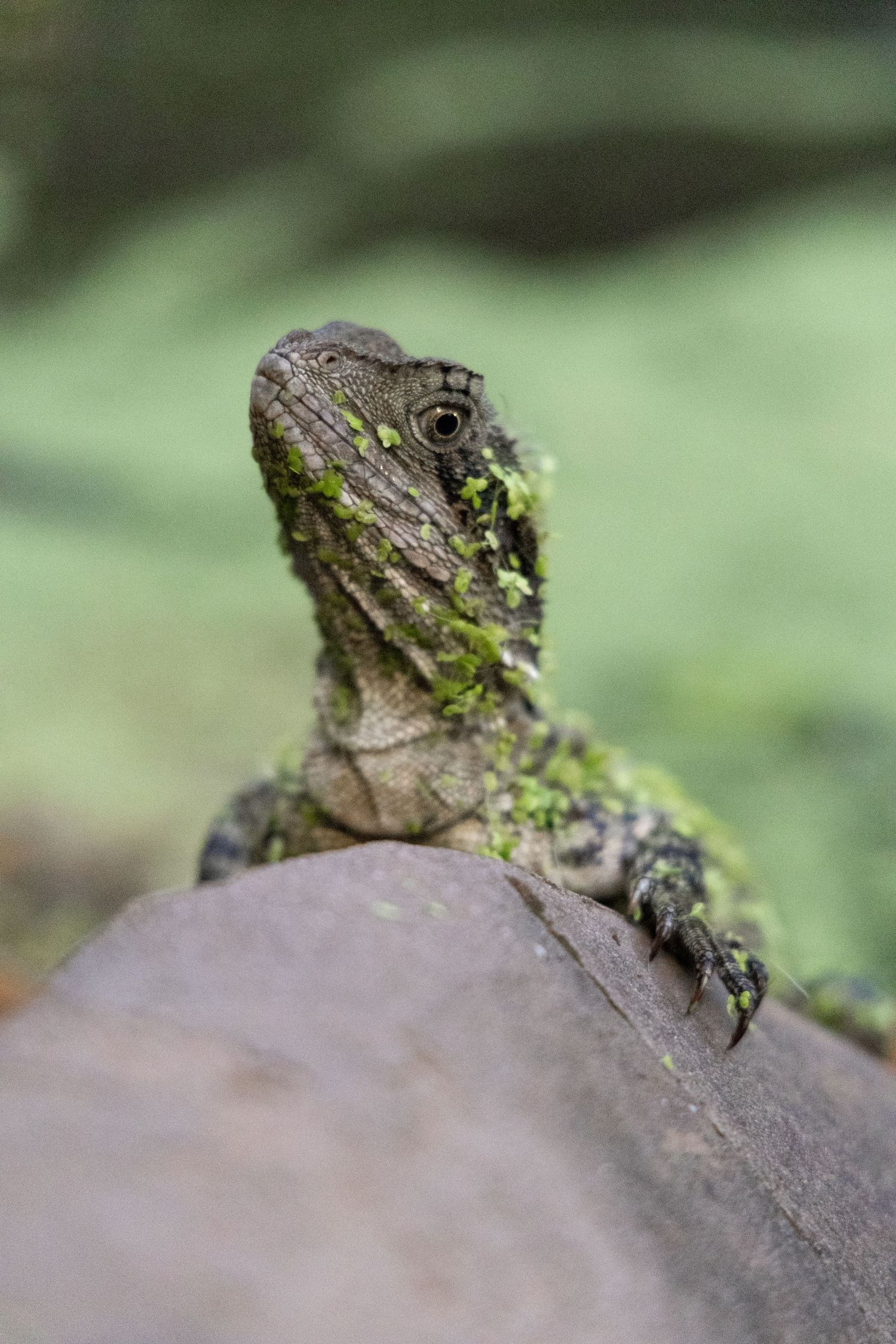 Ein detailreiches und farbkräftiges Bild eines Geckos, der sich hinter einem Baumstamm versteckt