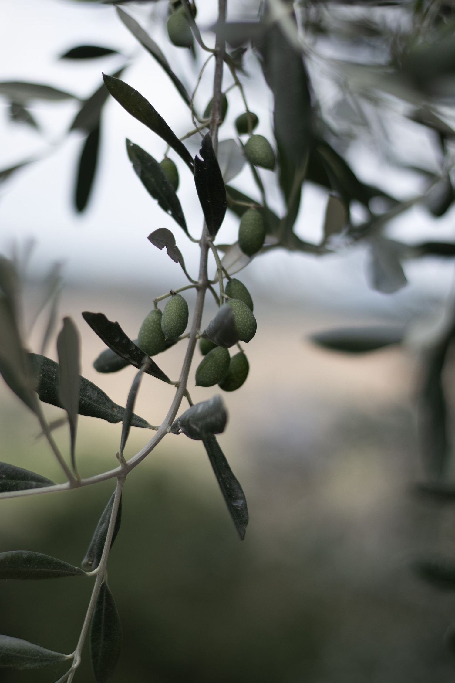 Eleganter Olivenbaum mit silbernen Blättern, der in der mediterranen Sonne steht und eine ruhige, zeitlose Atmosphäre ausstrahlt.