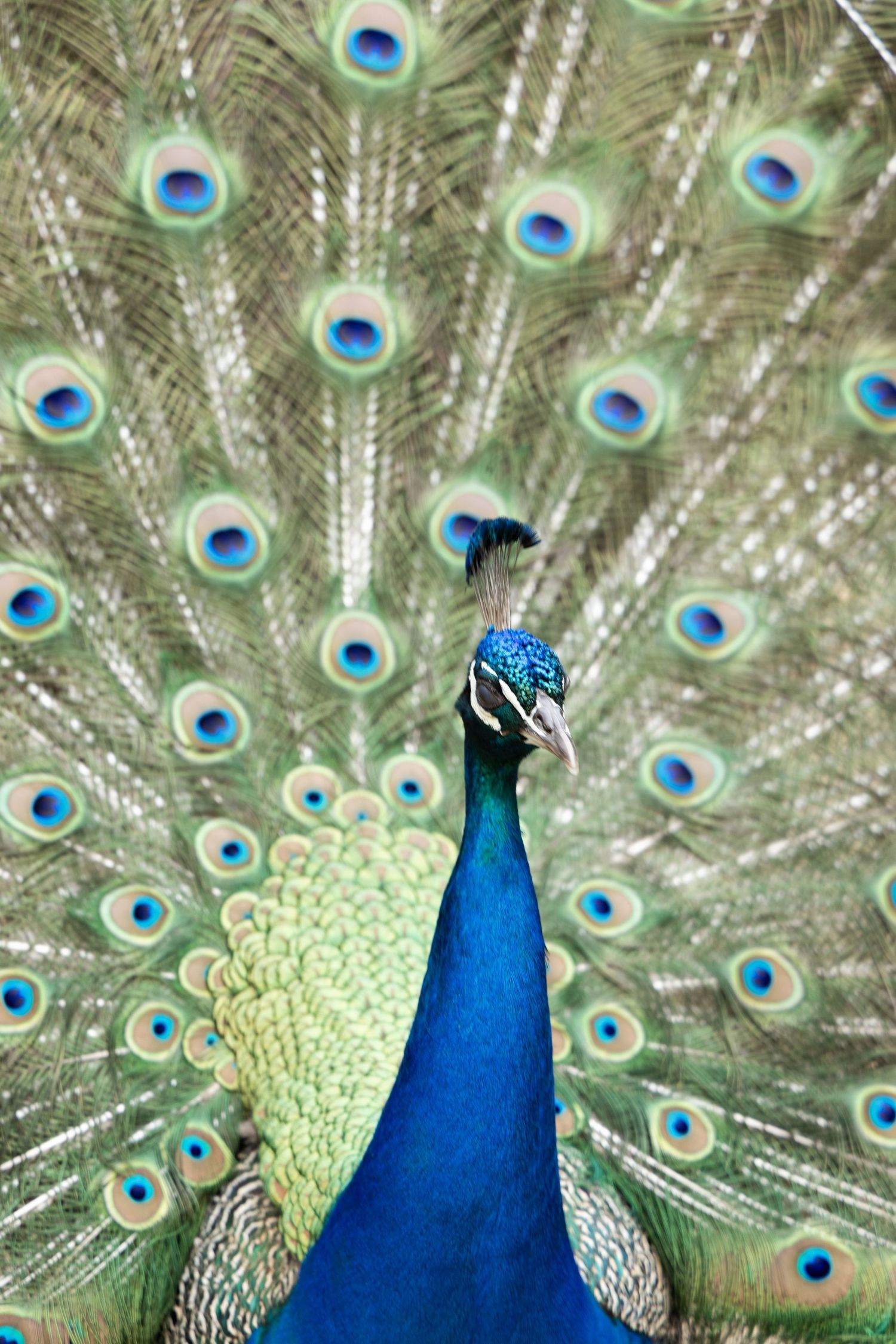 Eleganter Pfau mit ausgebreiteten Federn, die in lebendigen Farben schimmern und die Anmut und Vielfalt der Natur zeigen.