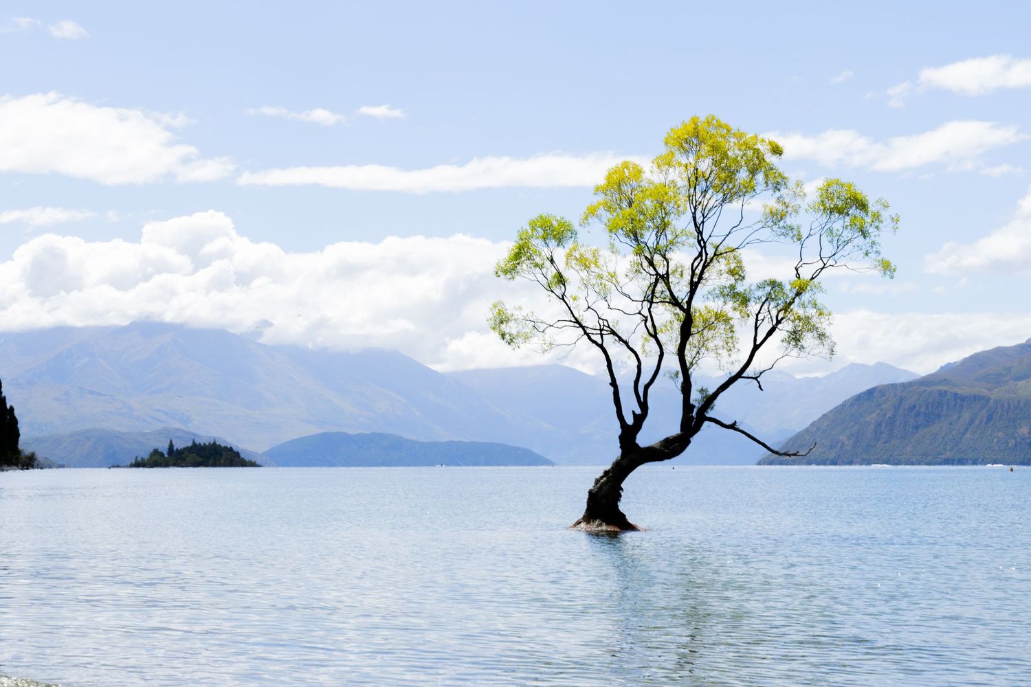 Detailaufnahme Baum, dessen Wurzeln tief im Wasser stehen, die reflektierende Oberfläche des Sees