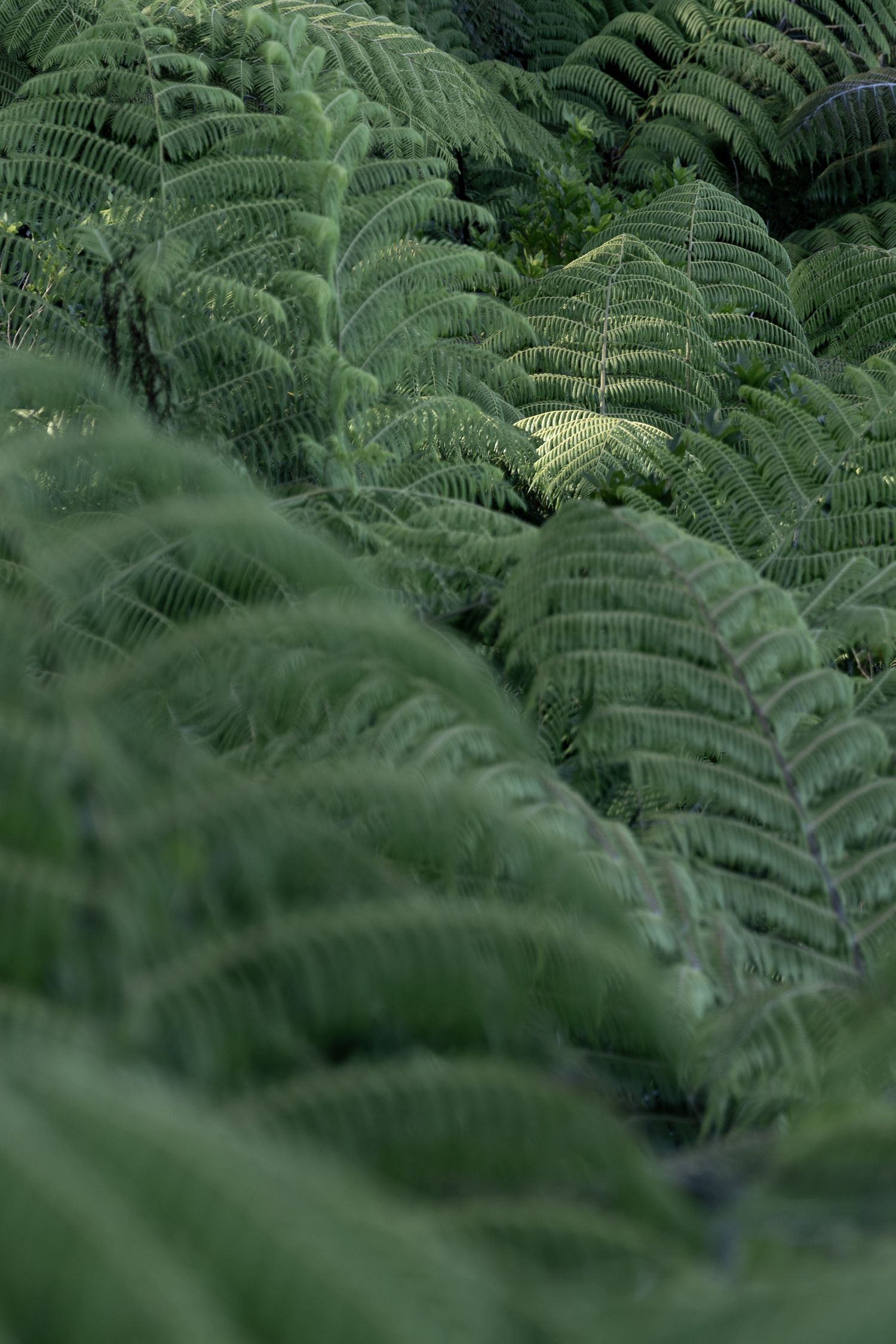 Detailaufnahme eines Blattes mitten im Wald, welches durch helle Strahlen hervorsticht