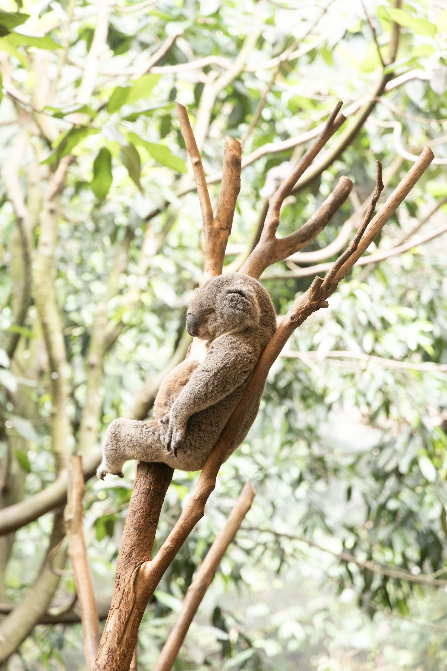 Deailaufnahme eines Koalas, ruhig in einem Baum sitzend, mit seinem flauschigen Fell
