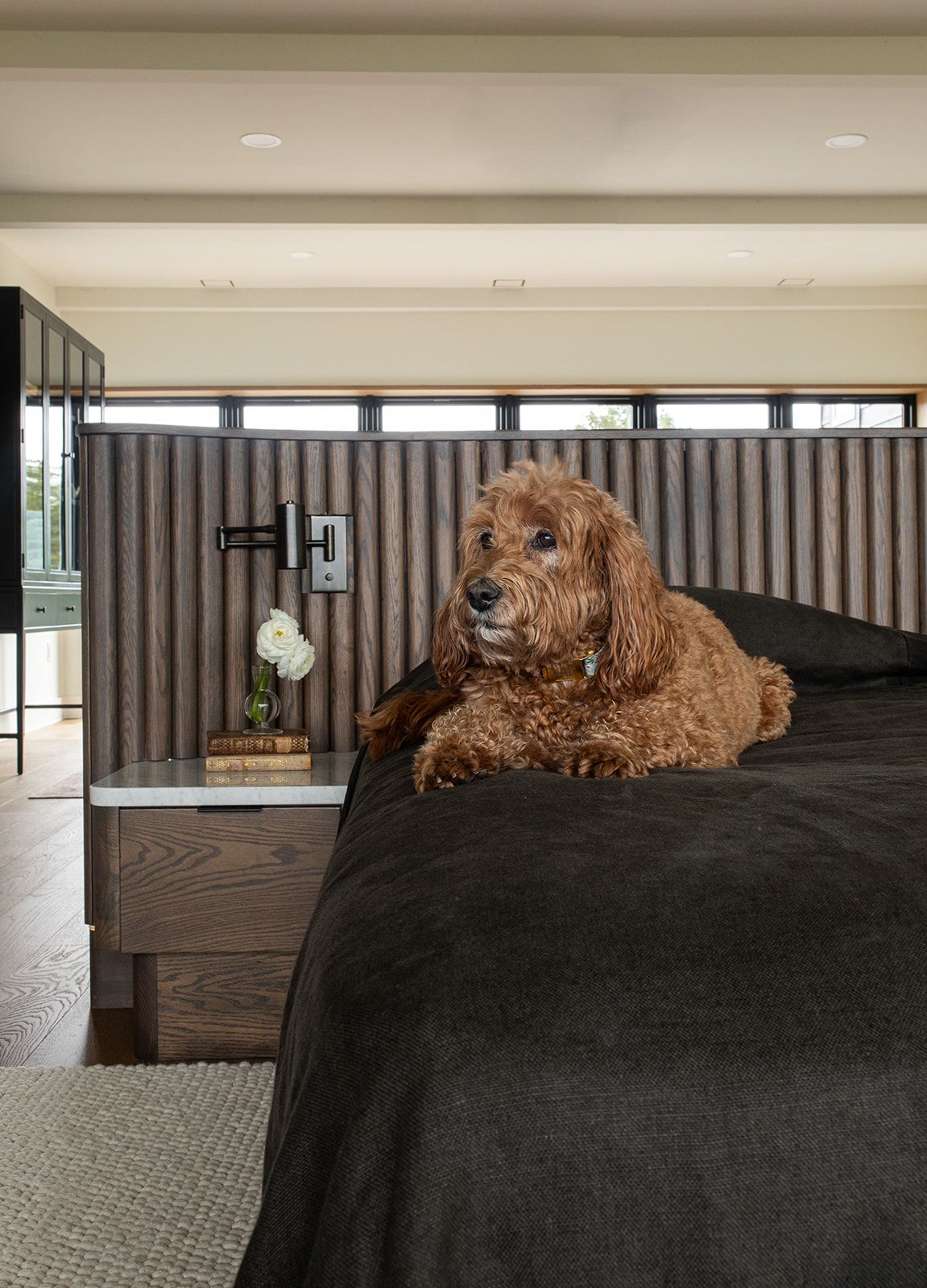 A fluffy golden doodle dog rests on a dark bedspread in a modern bedroom with wood panel headboard.