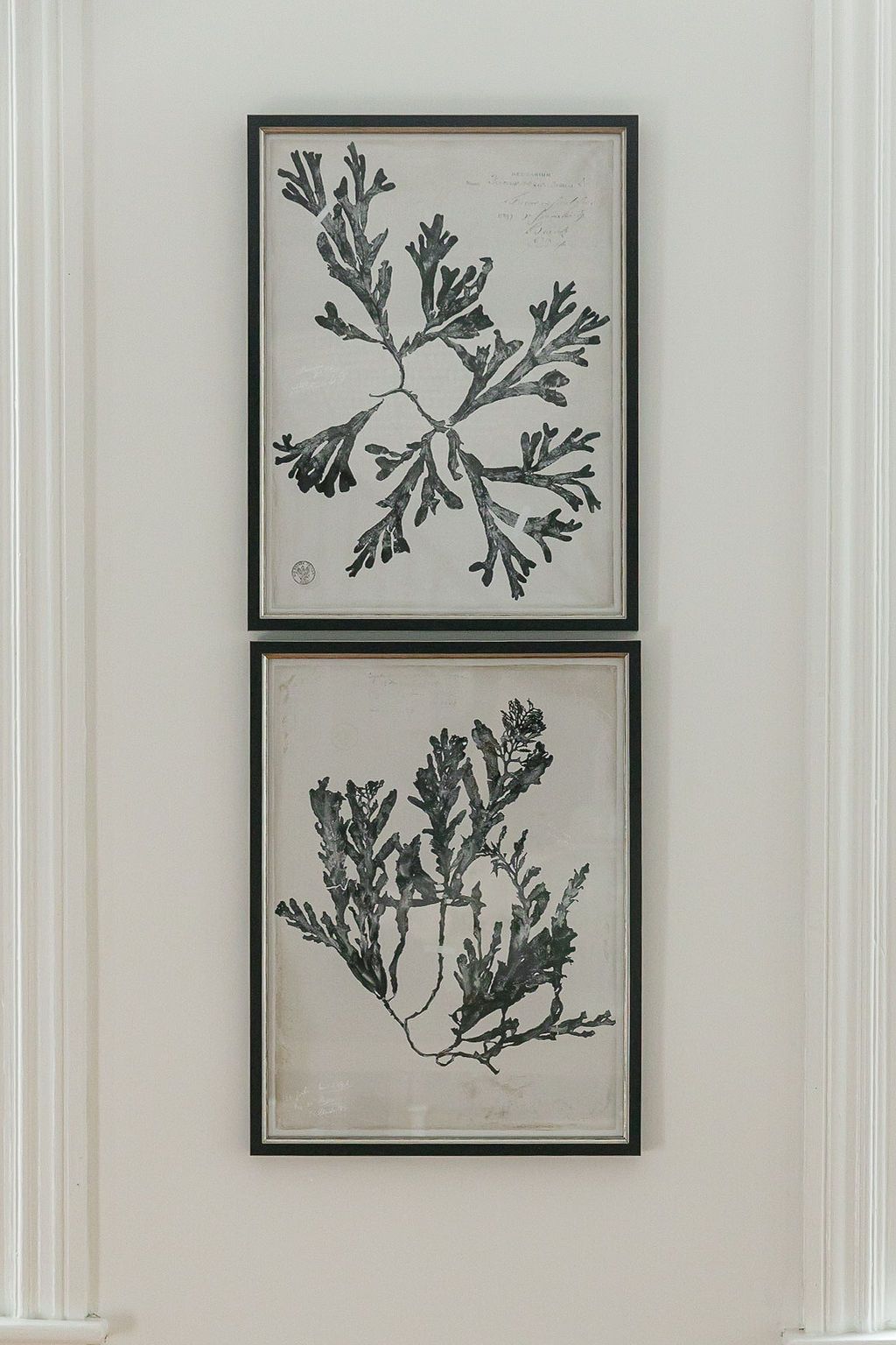 Two framed black and white botanical prints featuring delicate seaweed illustrations mounted on a light gray wall.