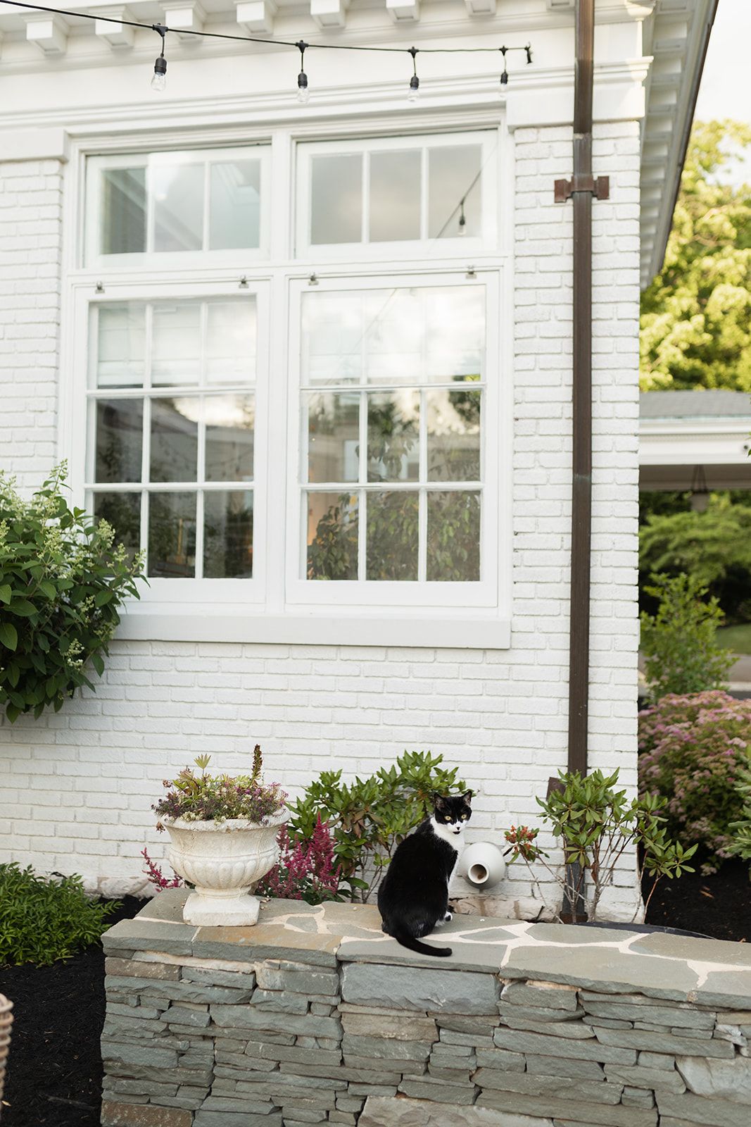 Black cat sits on stone wall beneath white brick exterior with large windows and hanging string lights.