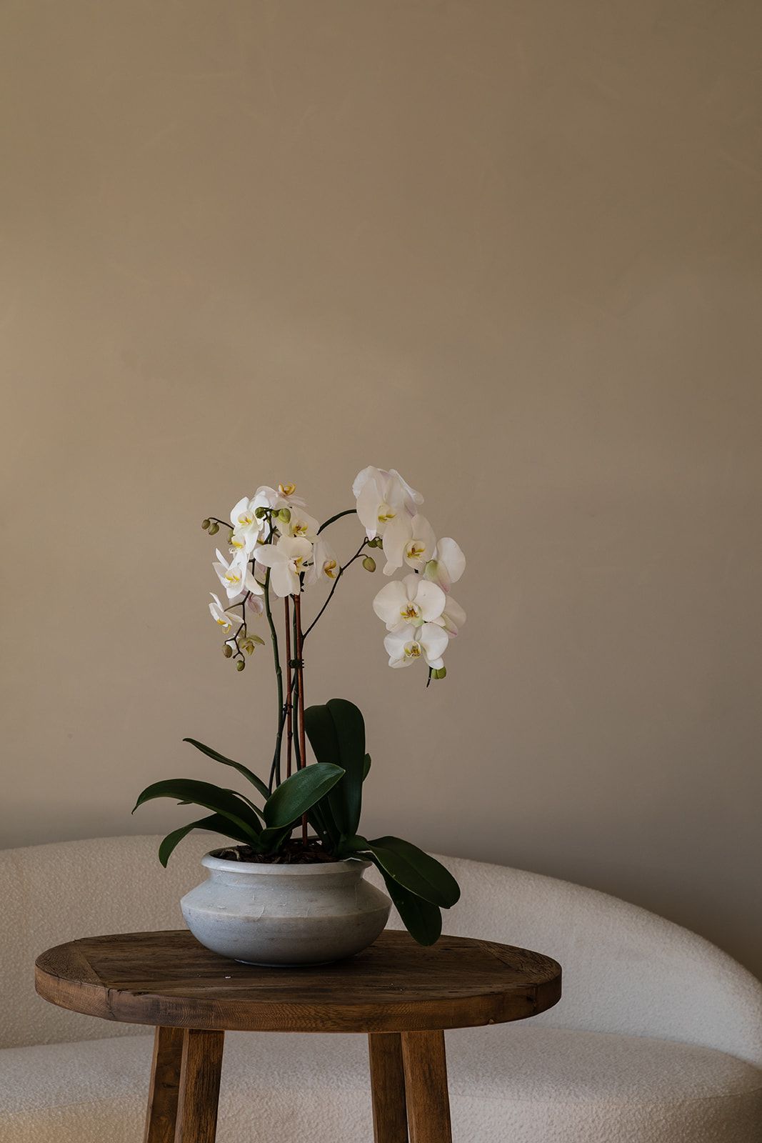 A white orchid plant in a grey ceramic pot sits elegantly on a round wooden side table against a neutral wall.