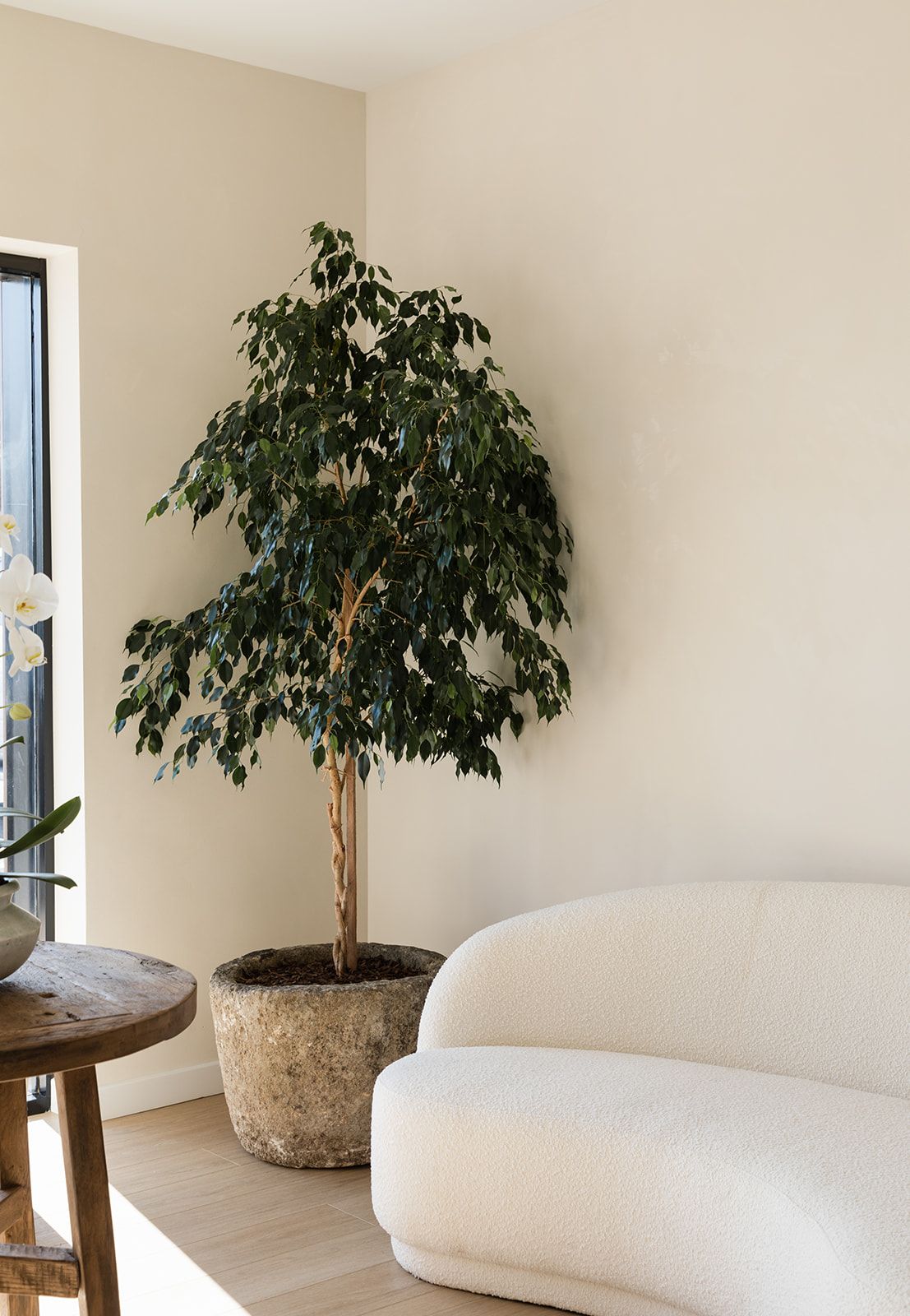A tall indoor ficus tree in a stone planter next to a curved white sofa and wooden side table in a minimal room.