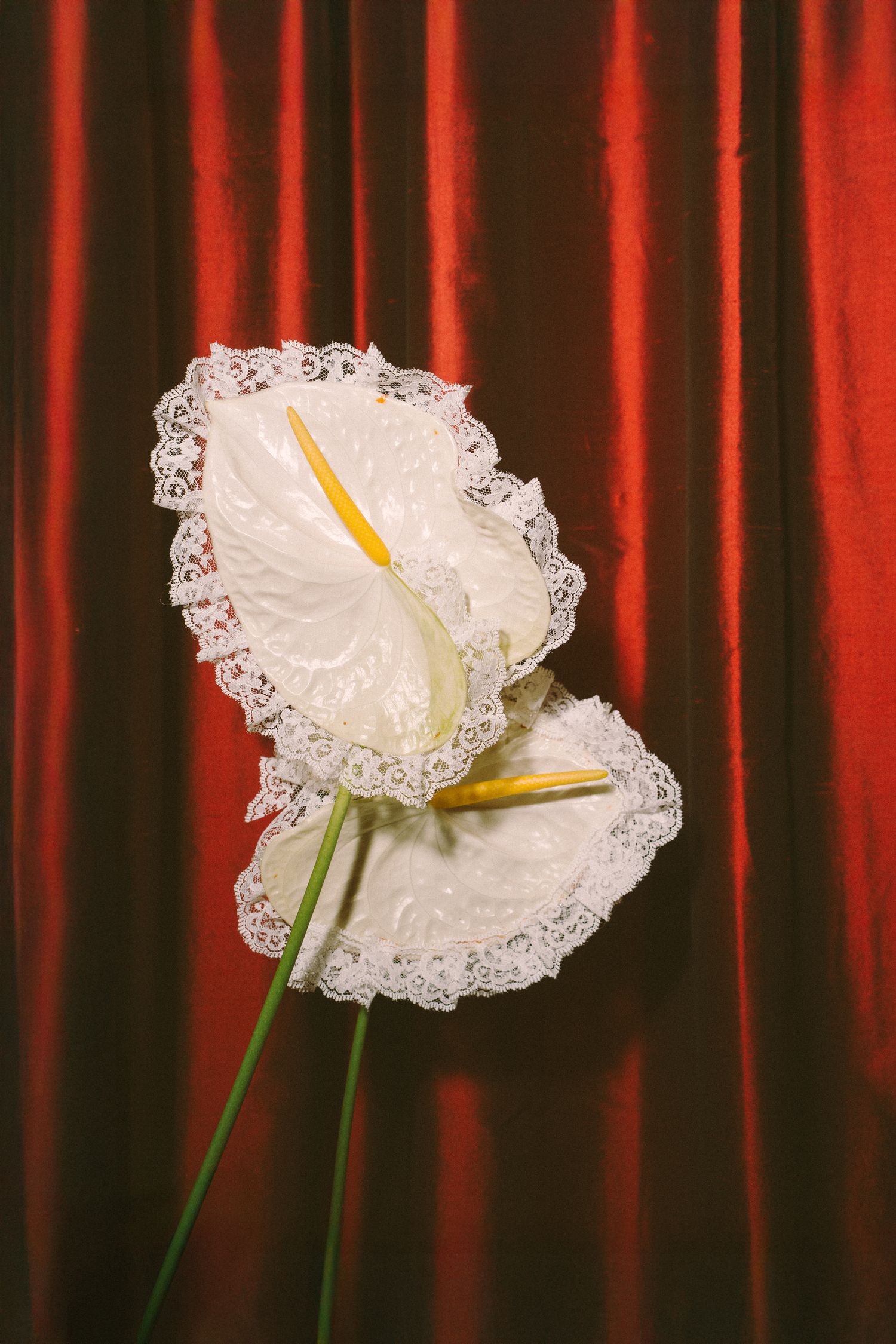 White lace-like flowers against a dramatic red background with vertical lines create an artistic contrast.