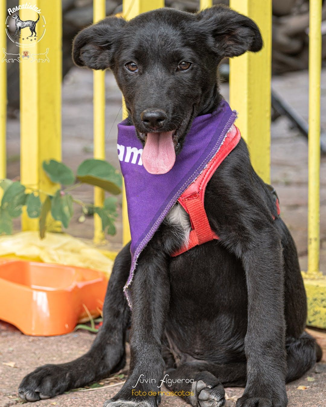 Negrito