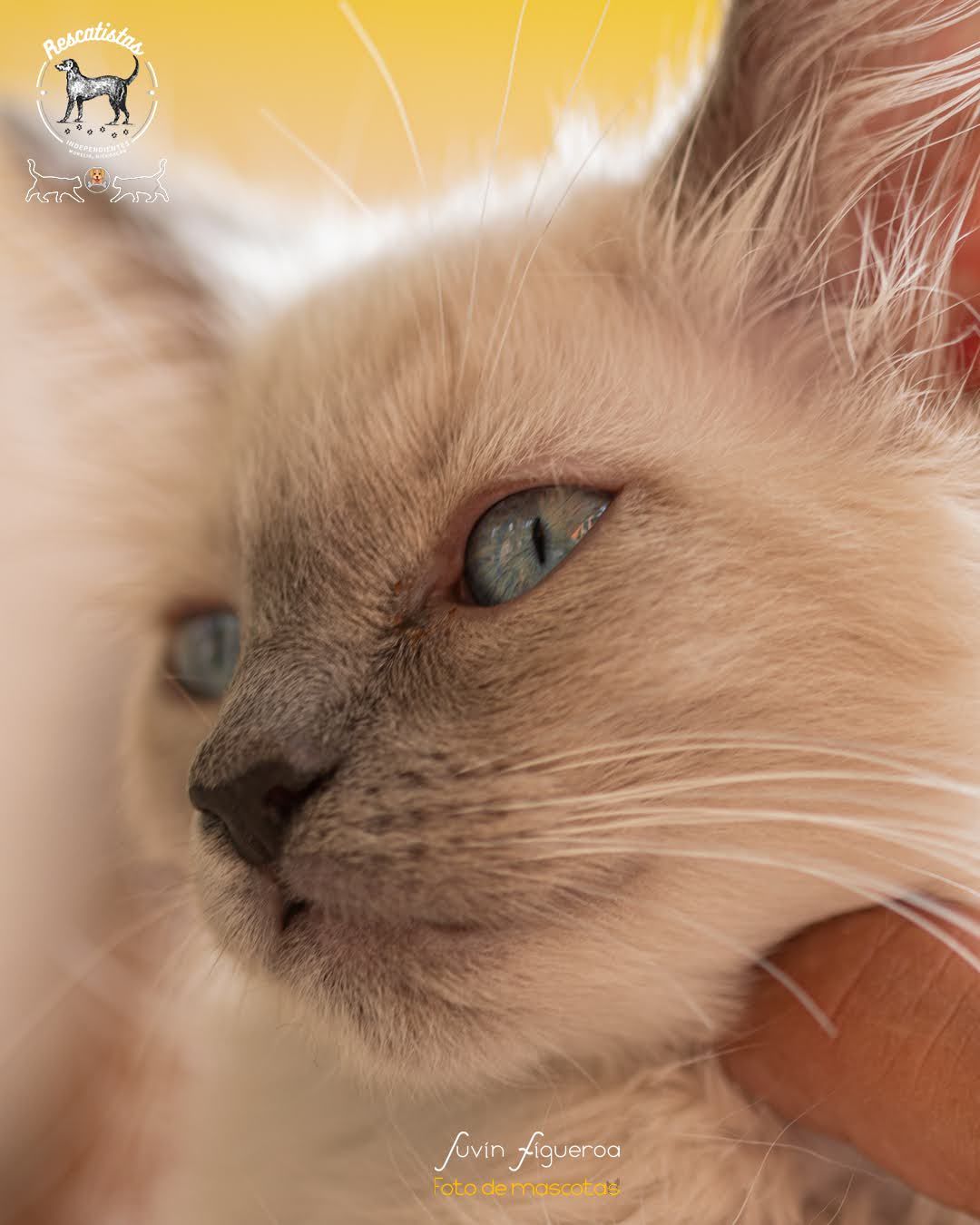 Gato bebé