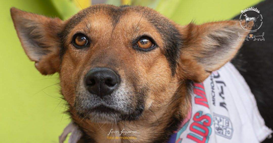 Lobito
