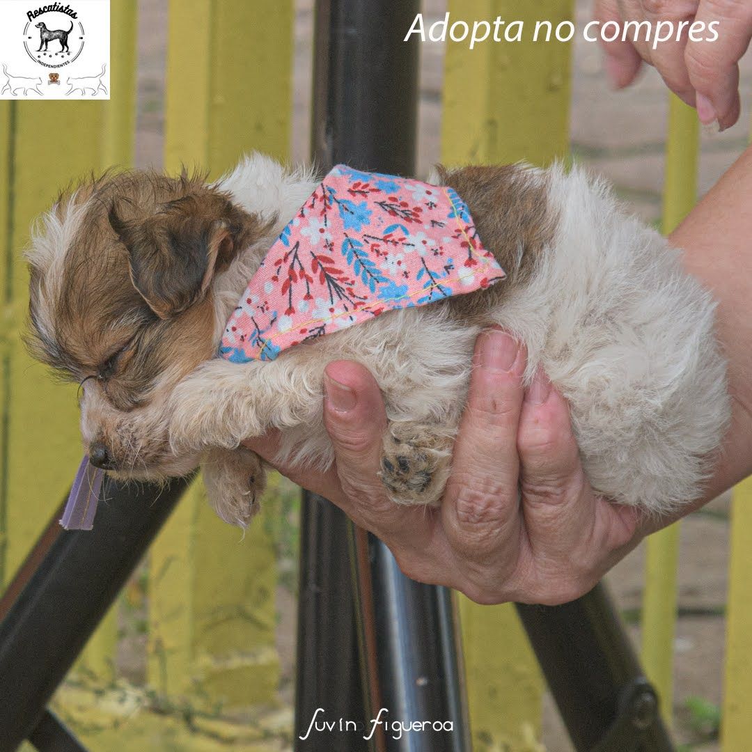 Cachorro adoptado