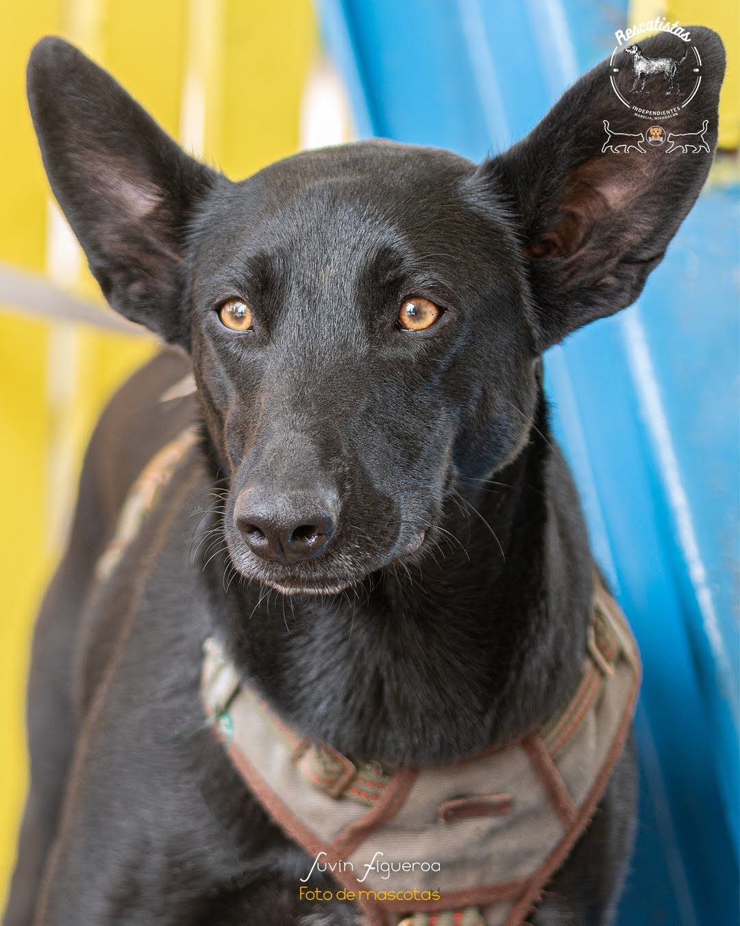 Laika