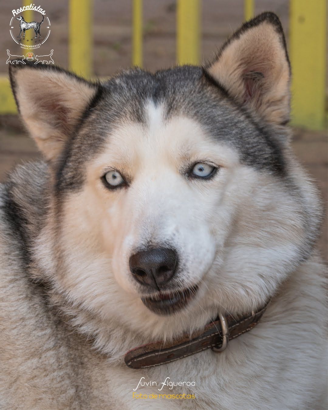 Husky