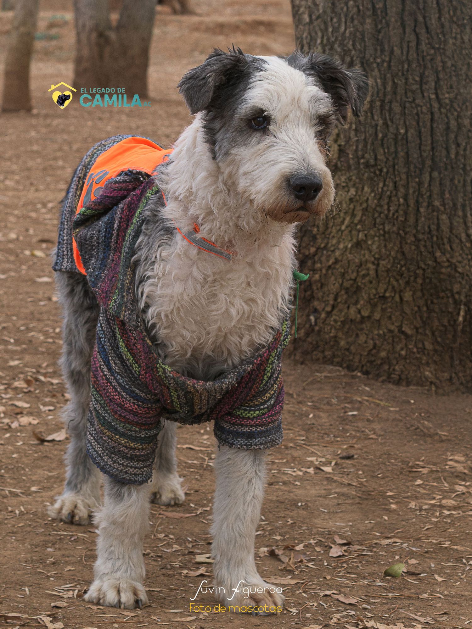 Cookie como todo un peluche