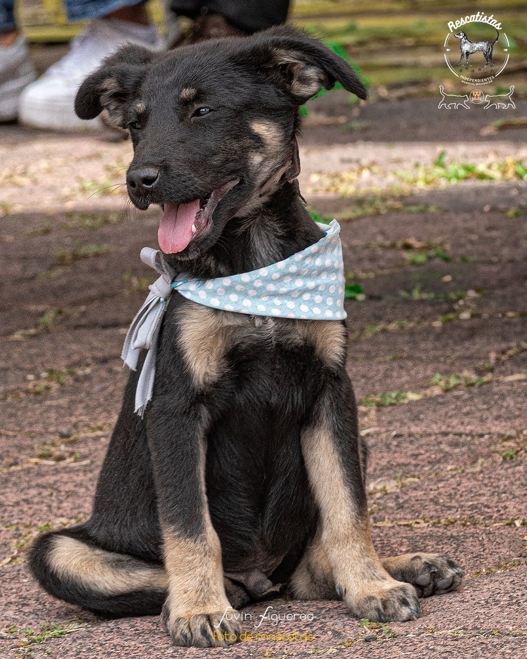Cachorro
