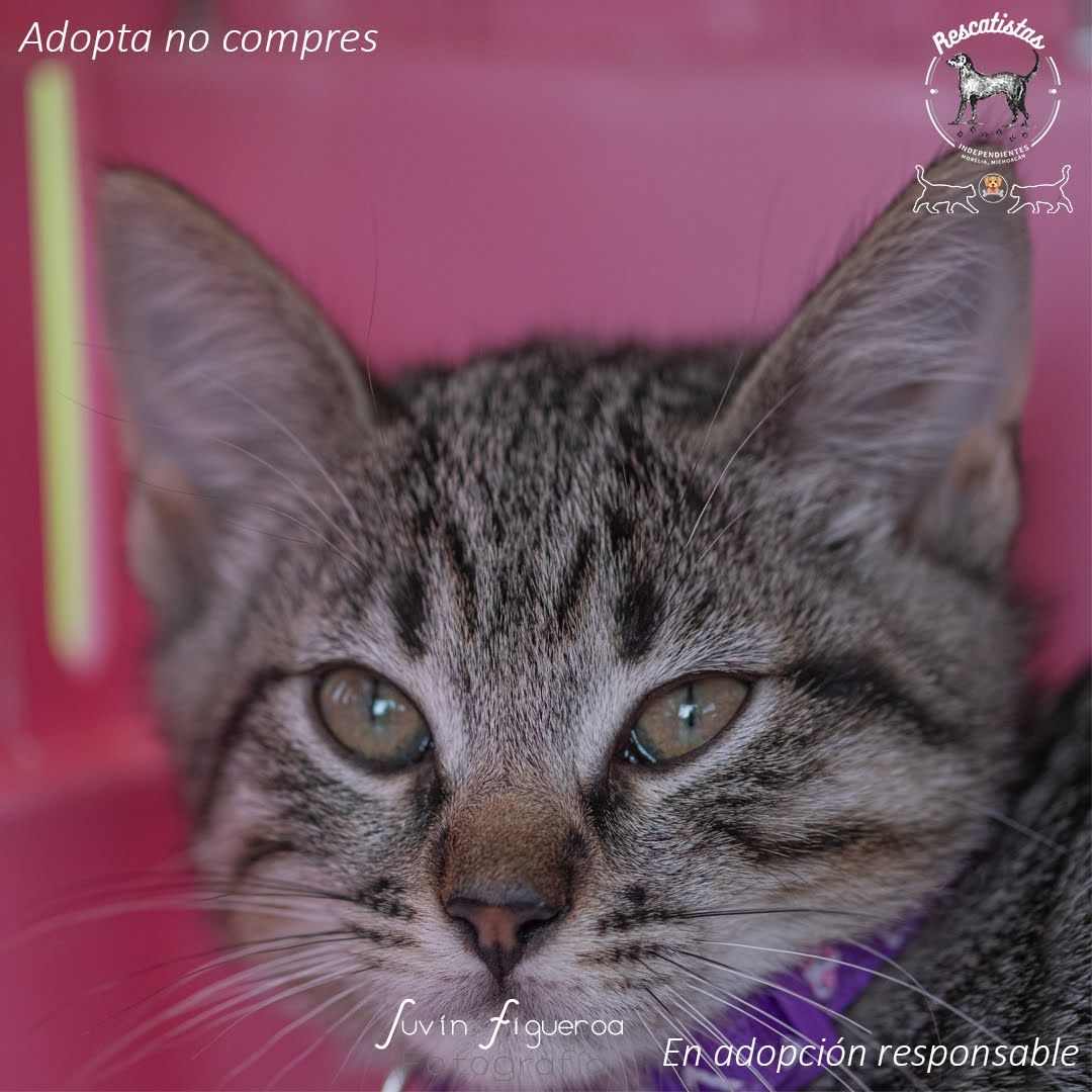Gato bebé