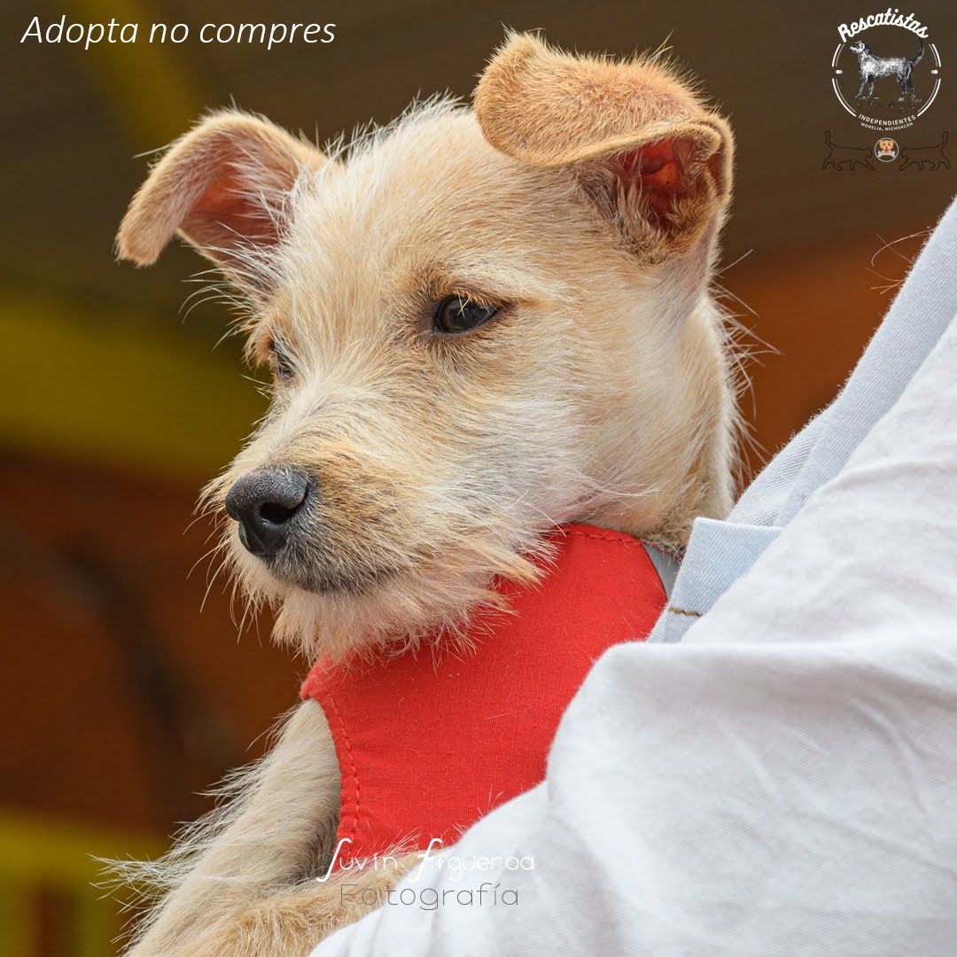 Augusto