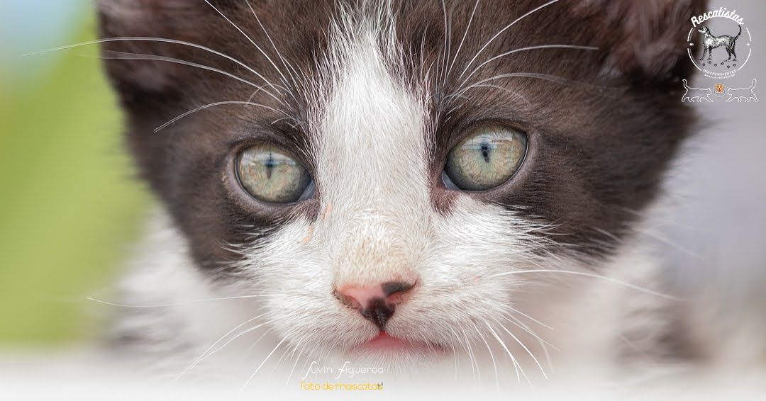 Gatito 2
