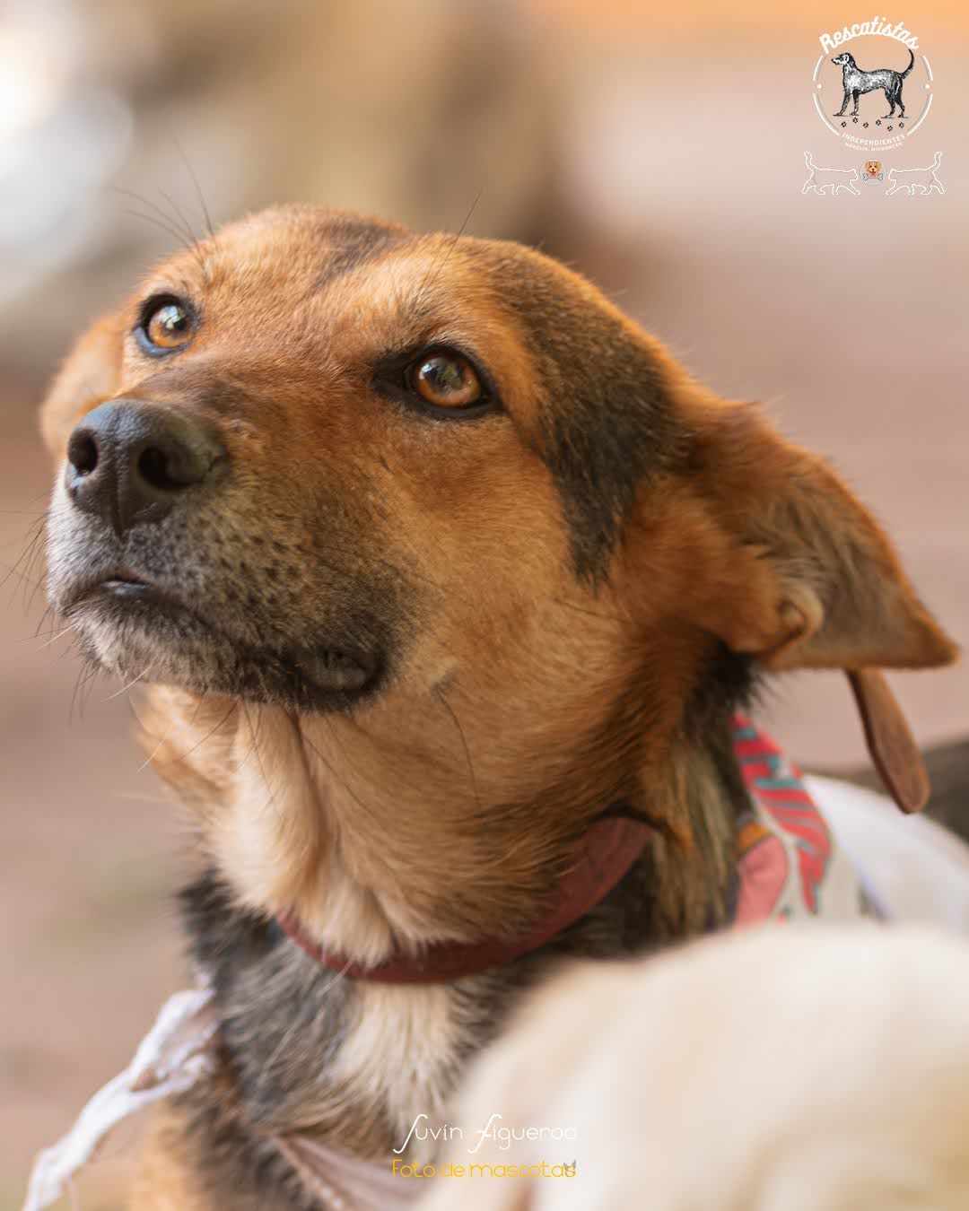 Mirada
