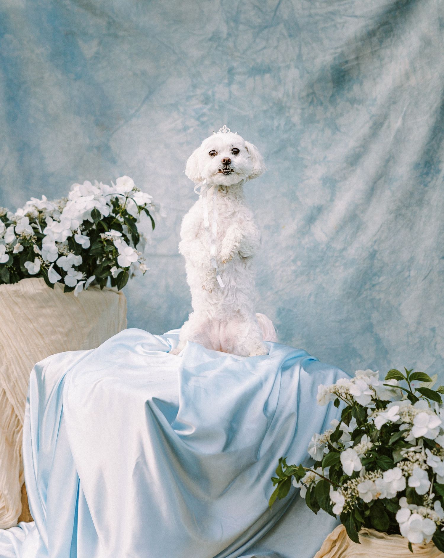 Fluffy white poodle sitting upright on a draped table surrounded by white flowers against a blue backdrop.