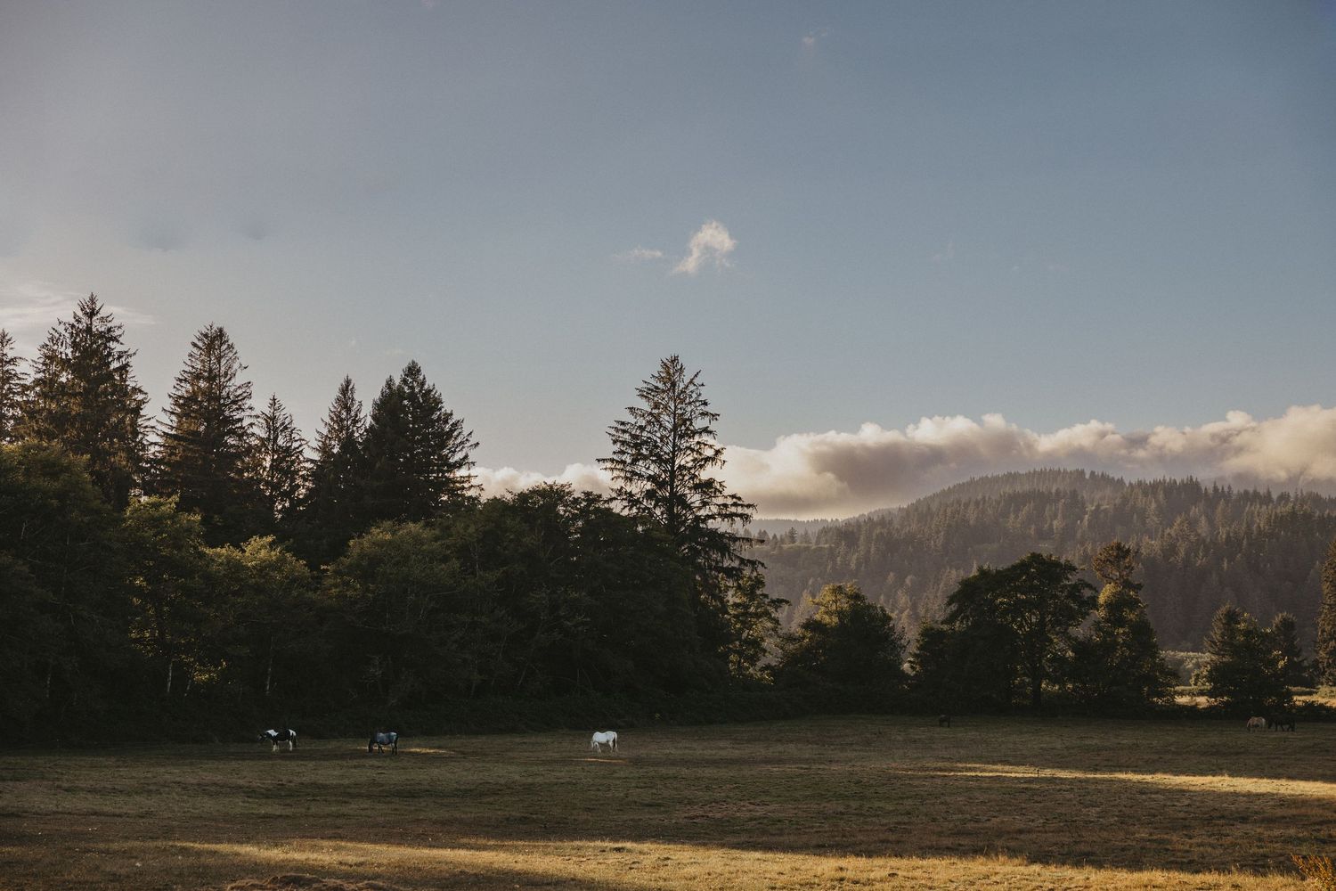 A scenic panoramic view of evergreen trees and mountains against a cloudy sky during sunset.
