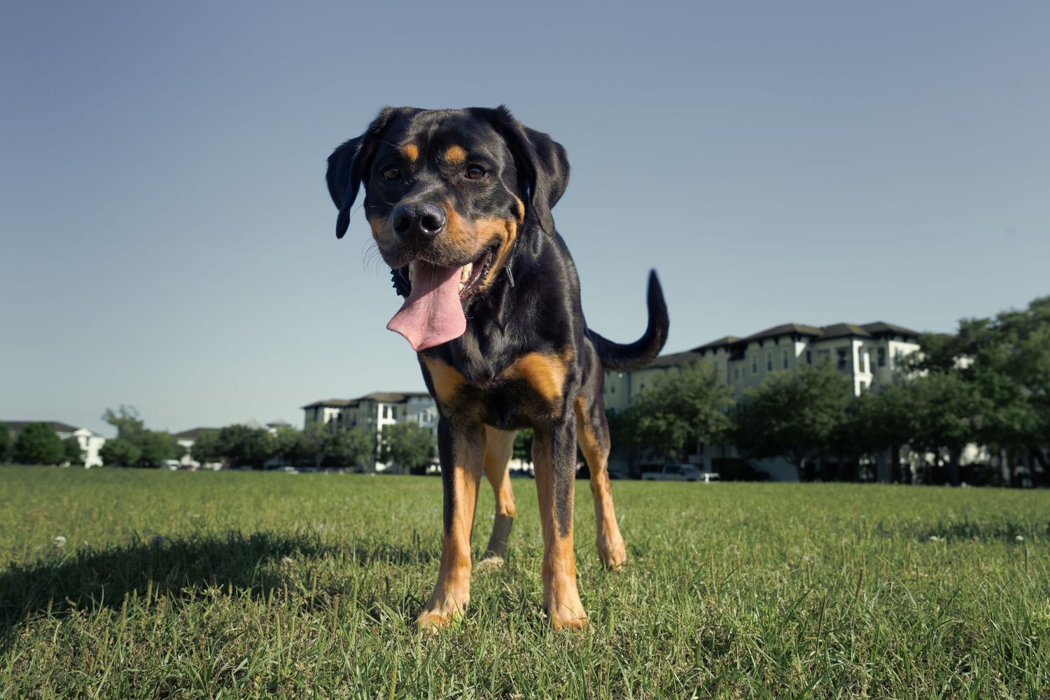 Labrador Retriever in a field