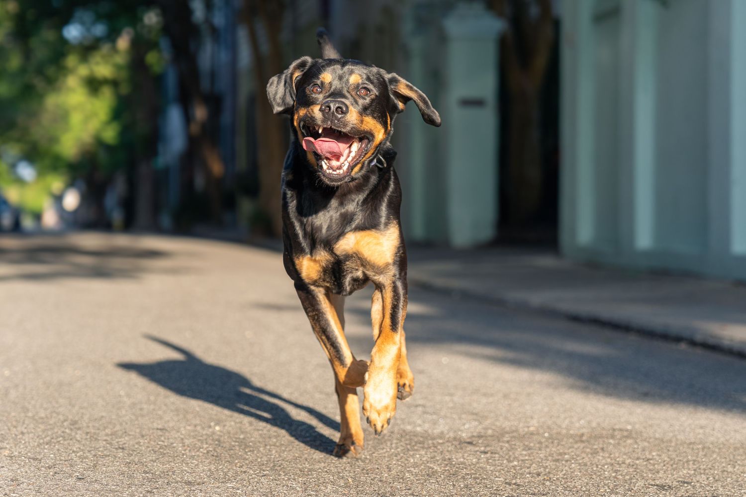 Labrador Retriever running down street