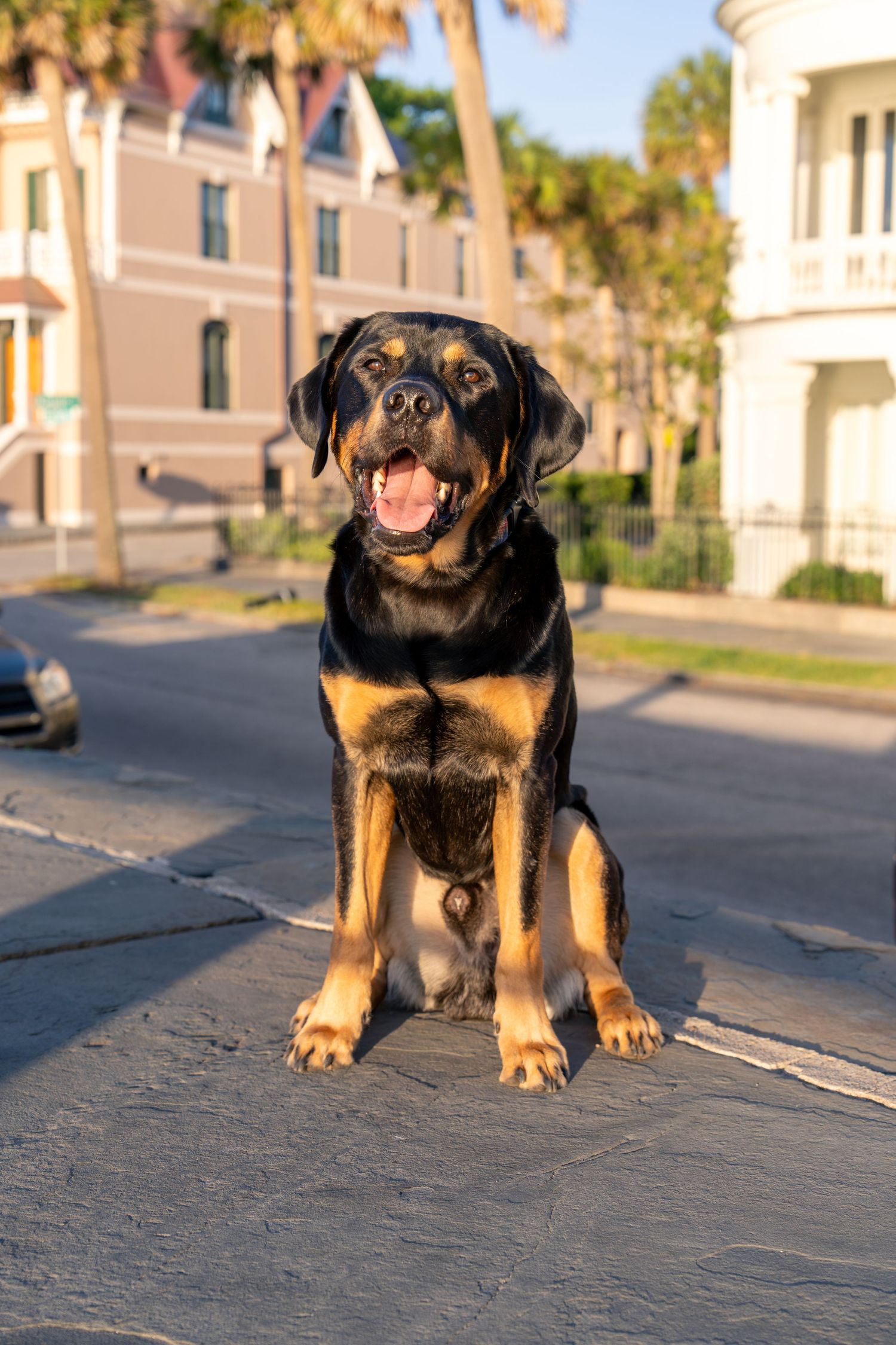 Labrador Retriever downtown Charleston sunrise