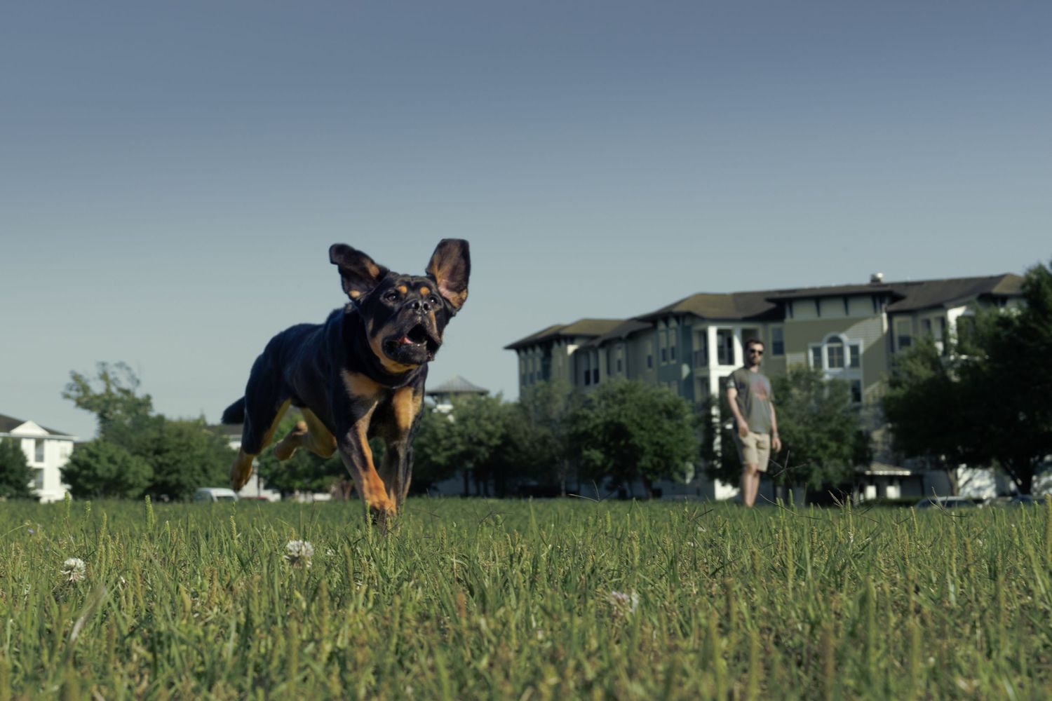 Labrador Retriever Running