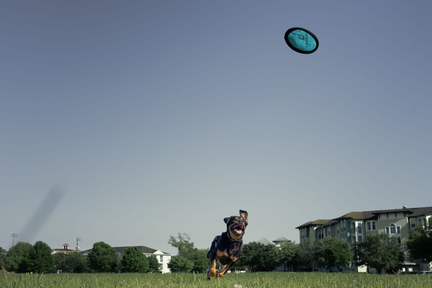 Labrador Retriever fetching frisbee