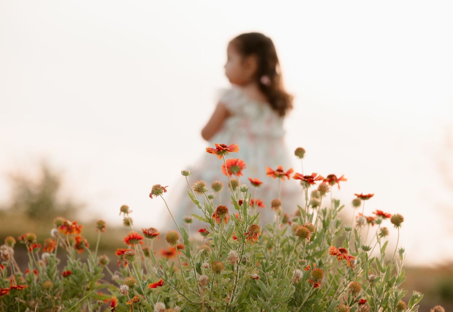 Orange wildflowers sway in a golden summer field at sunset with dreamy bokeh effect in background.