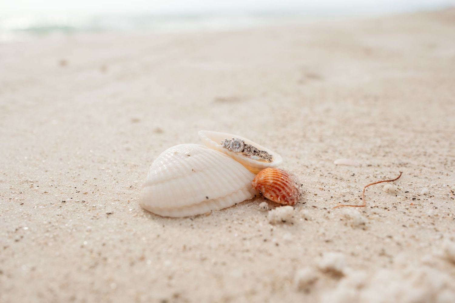 A hermit crab resting on a white seashell on sandy beach shore with ocean waves in the background.