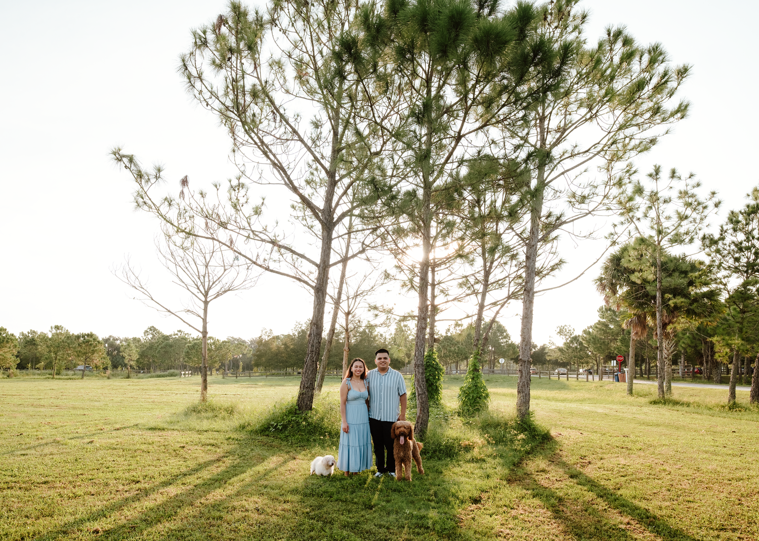 A romantic outdoor photoshoot in a sunlit park with tall pine trees creating a dreamy natural backdrop.