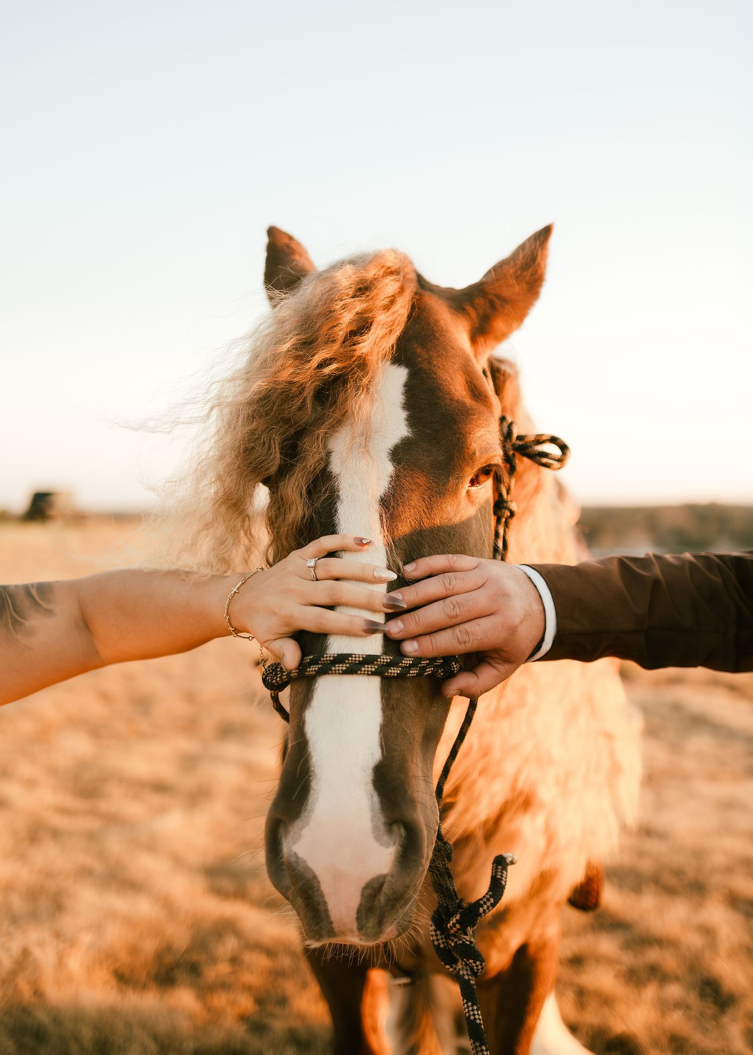 Two hands gently petting a brown and white horse's face in a golden field at sunset.