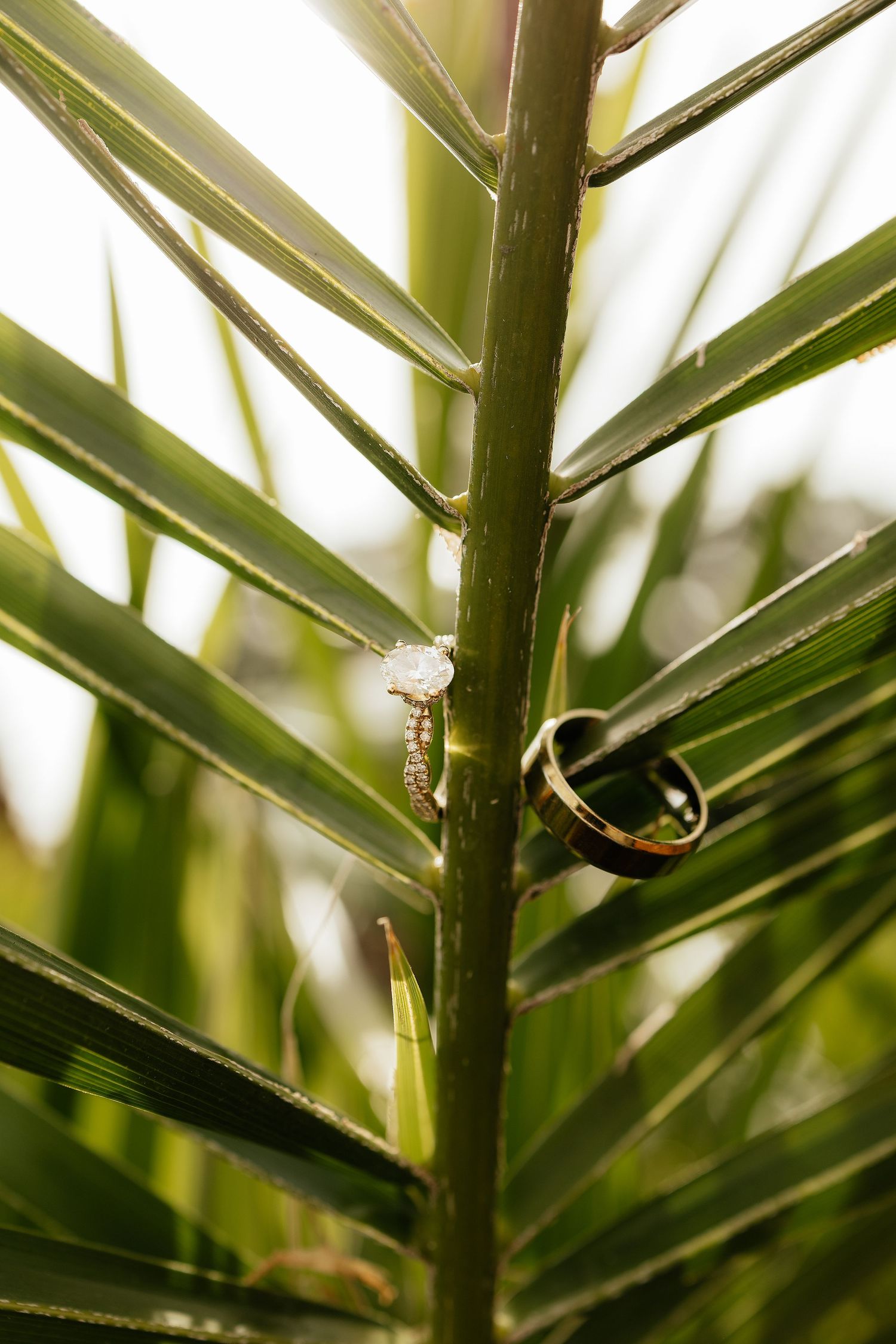 Wedding rings resting on tropical palm frond leaves with sunlight filtering through.
