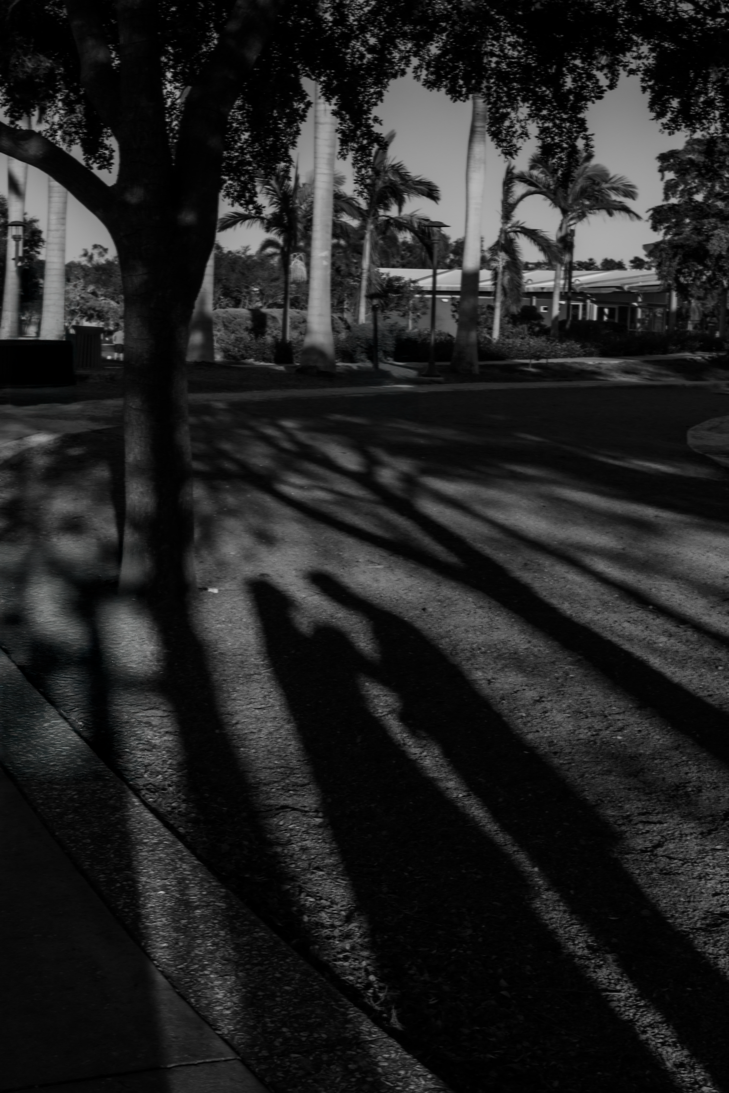 Black and white photo of long tree shadows stretching across a sunlit path with palm trees in the background.