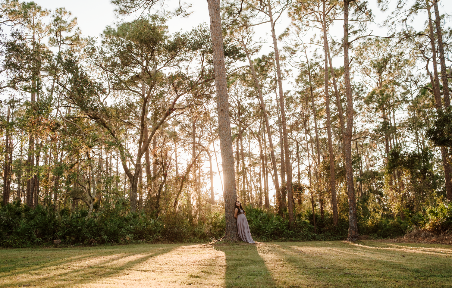 Sunlight streams through tall pine trees in a serene forest panorama during golden hour.