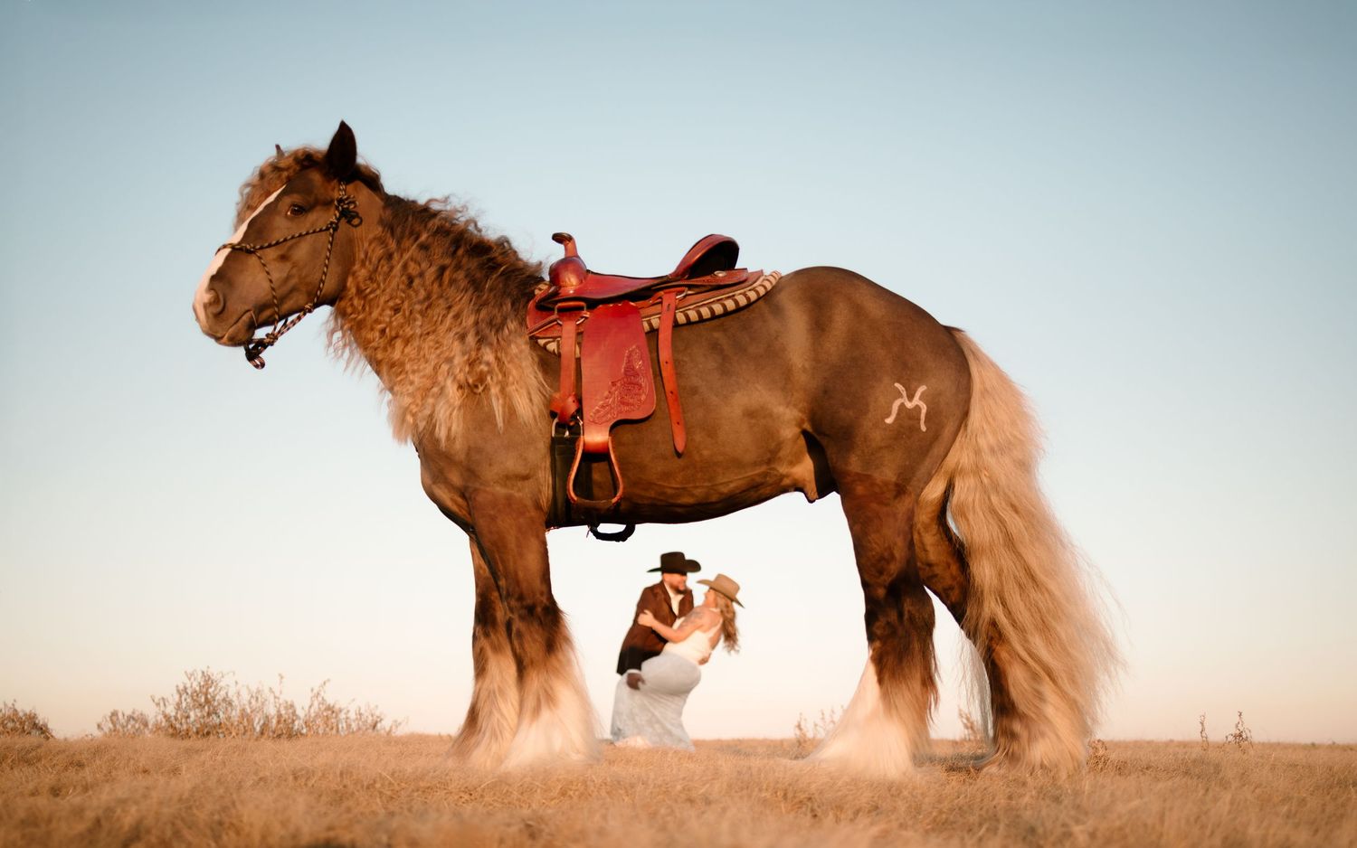A couple shares a romantic dip kiss beneath a large saddled brown draft horse in an open golden field.