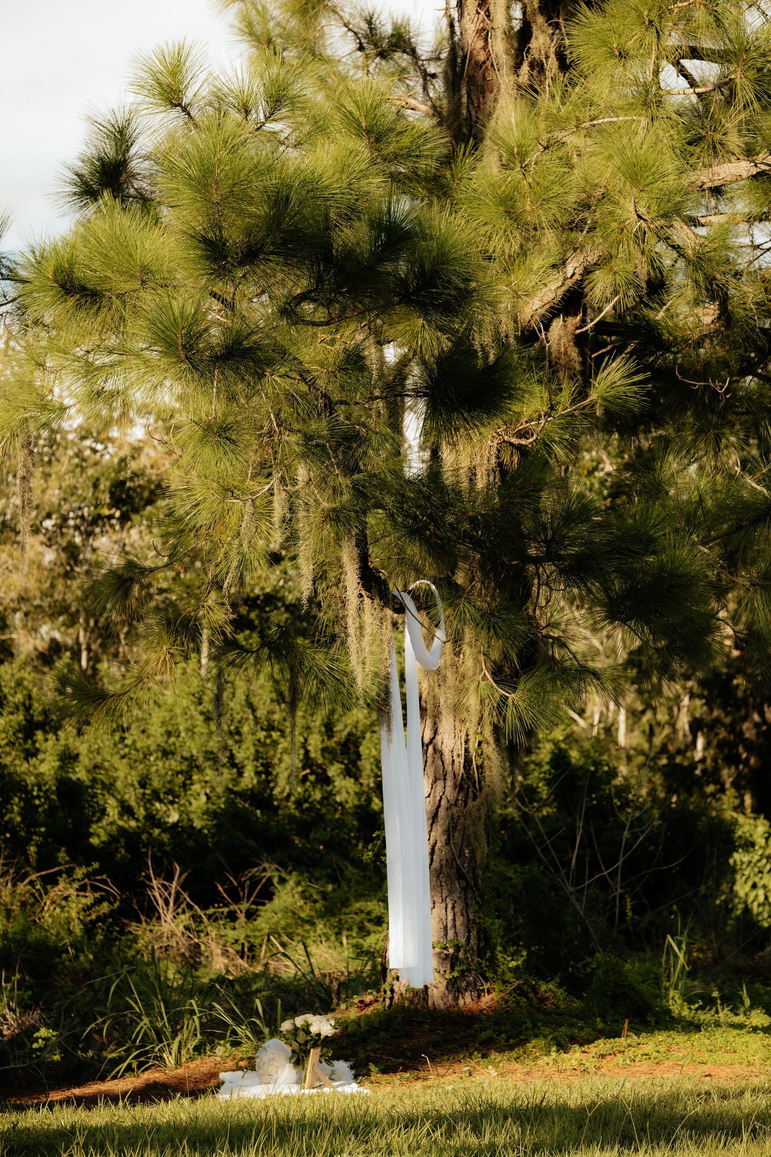 A white fabric draped on a pine tree surrounded by lush greenery in a sunlit outdoor setting.