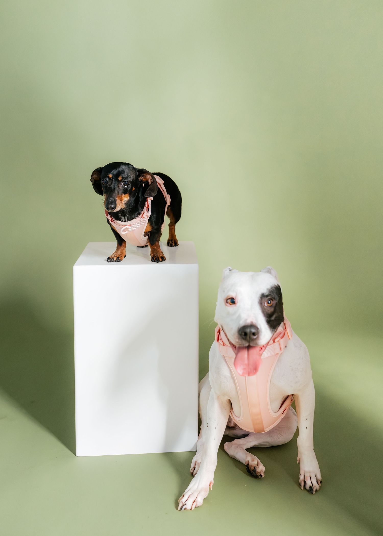 A dachshund on a white pedestal beside a white pit bull, both wearing pink harnesses against a green background.