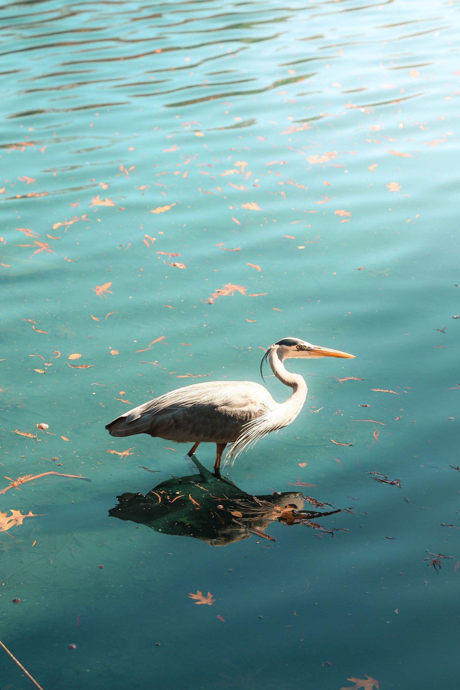 Heron