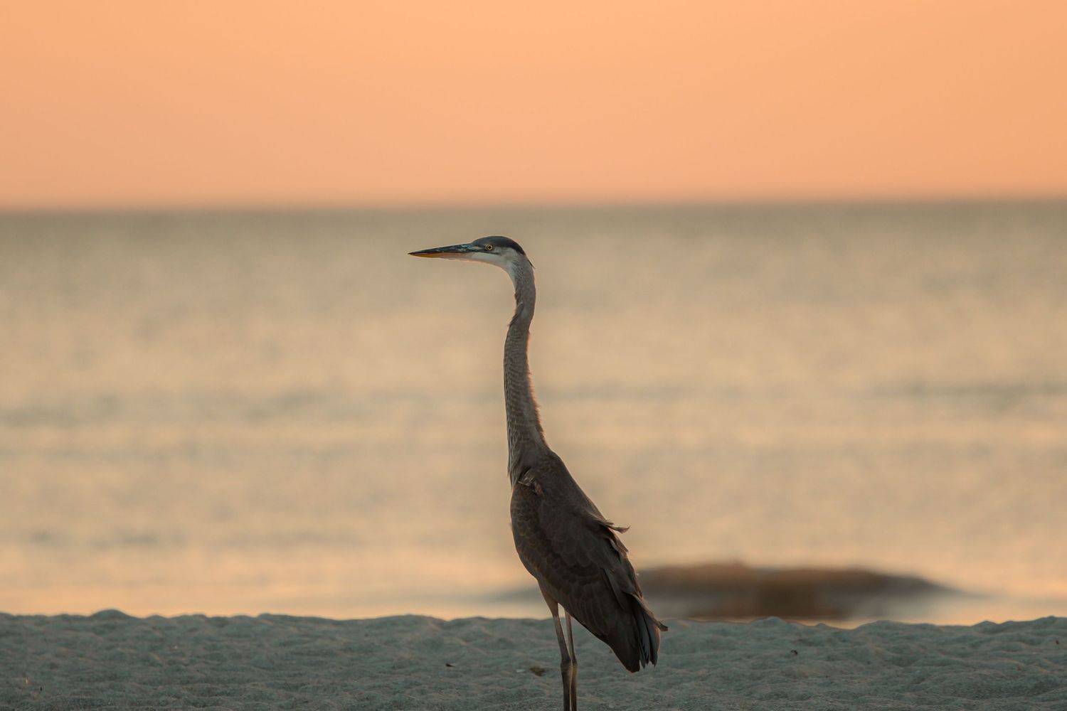 Crane on beach