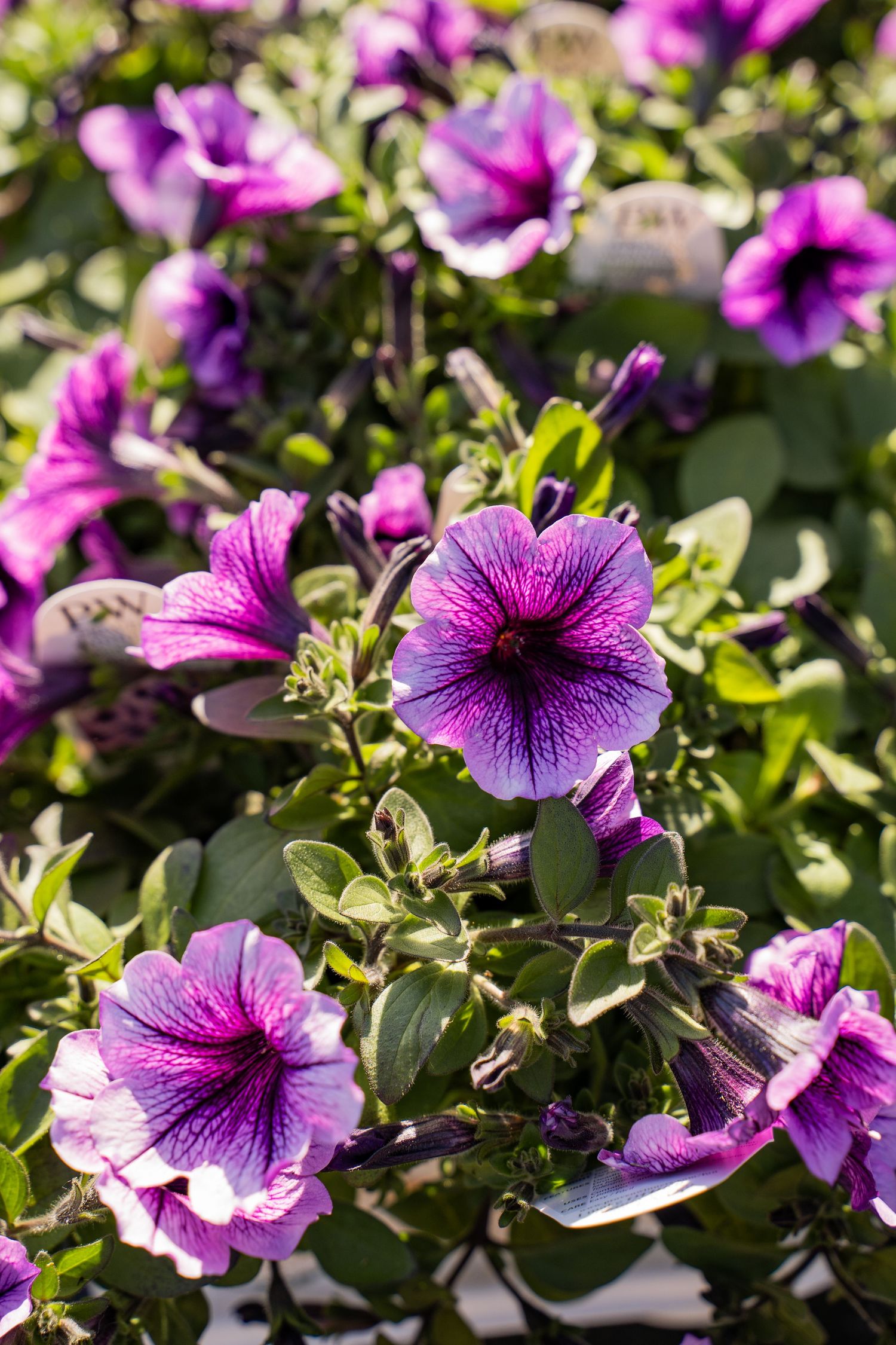 Vivid purple petunias blooming in sunlight with green foliage.