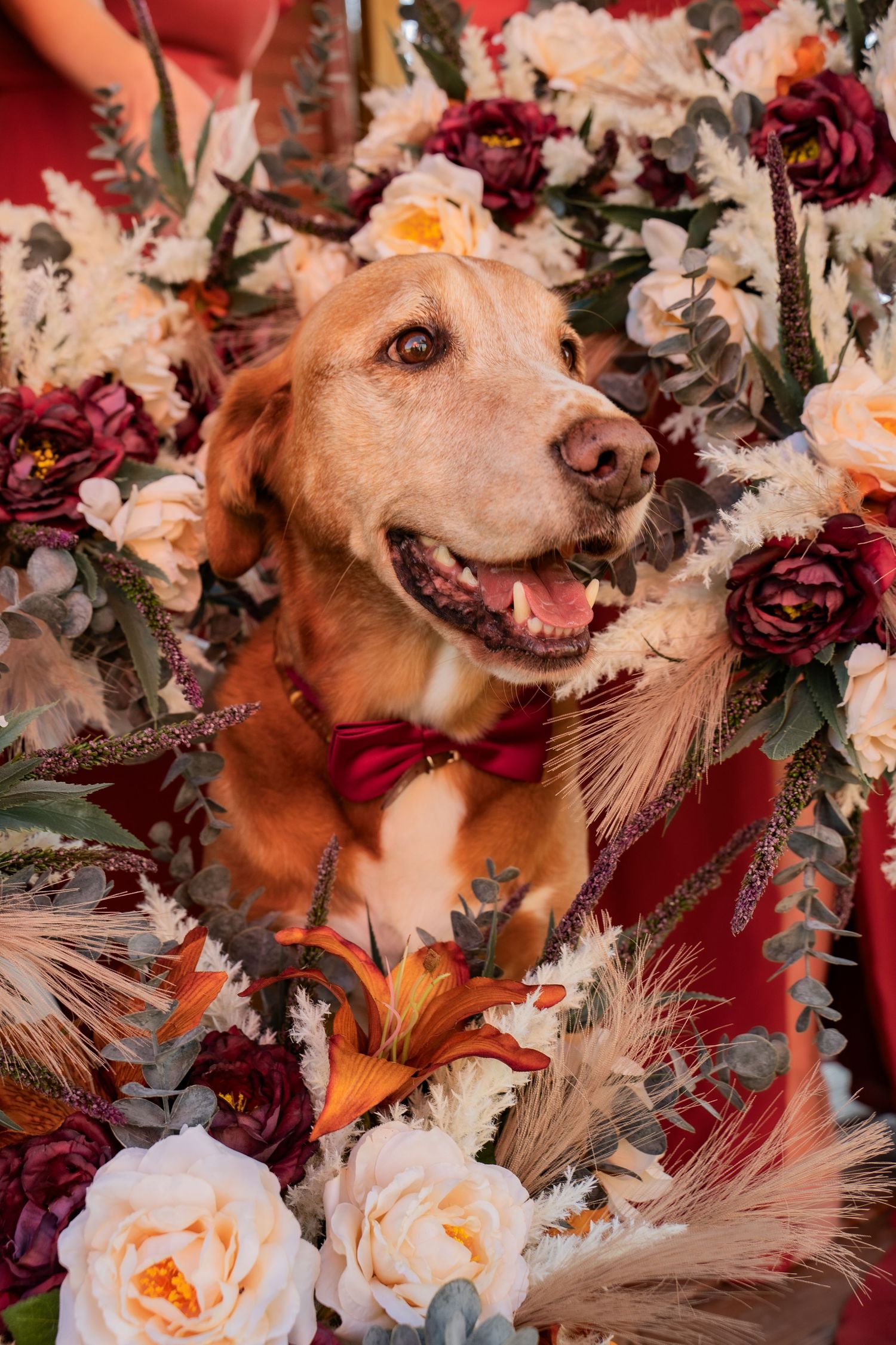 Happy golden retriever wearing burgundy bowtie among roses and floral arrangements.
