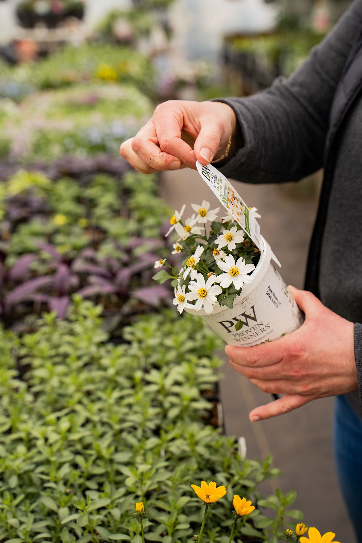Hands holding small white daisies in a garden nursery setting.