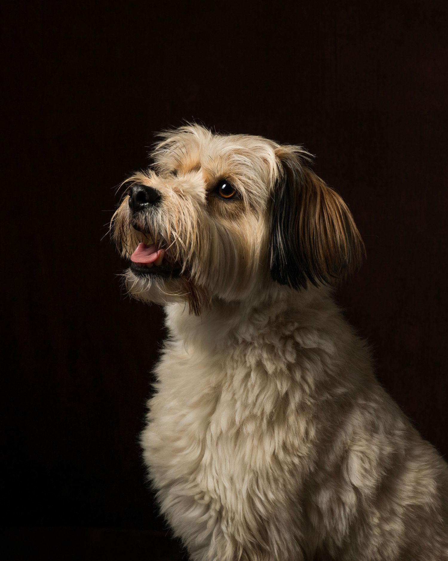 Dog photograph. Scruffy terrier dog with shaggy fur looking upward against dark background in studio portrait series.