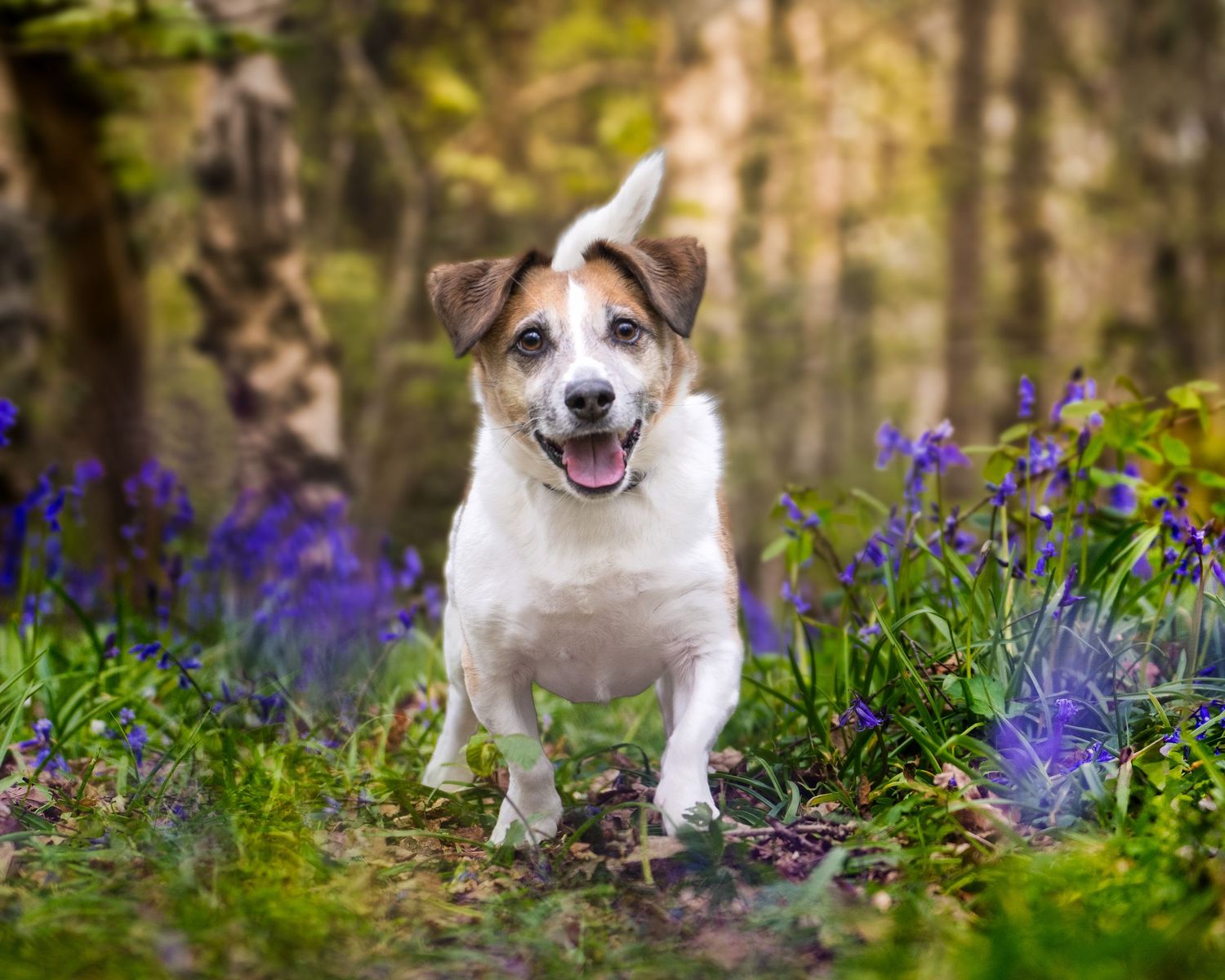 A happy Jack Russell Terrier runs through a woodland floor blooming with purple bluebells in spring.